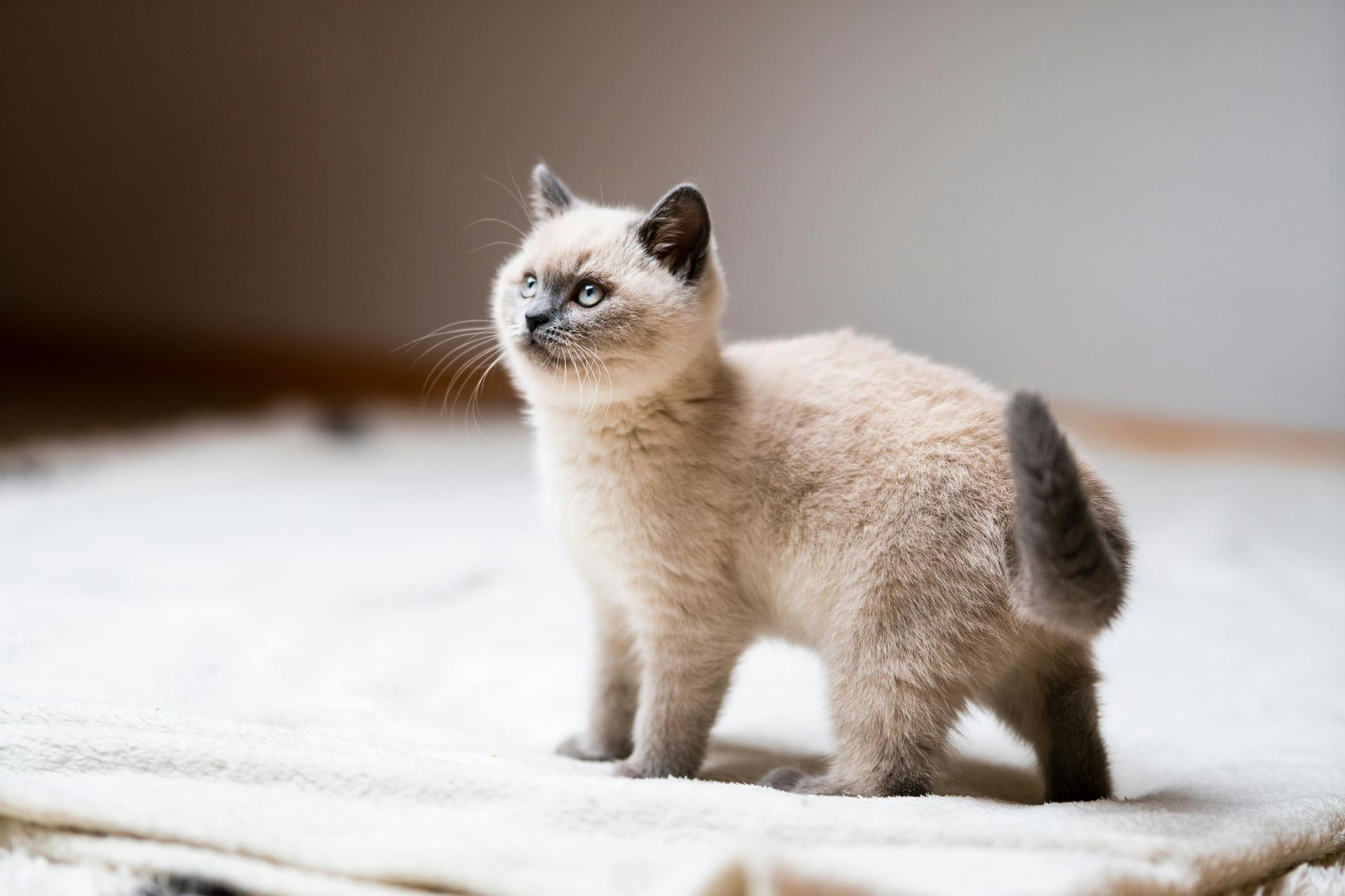 Himalayan Kittens cat in Nanded