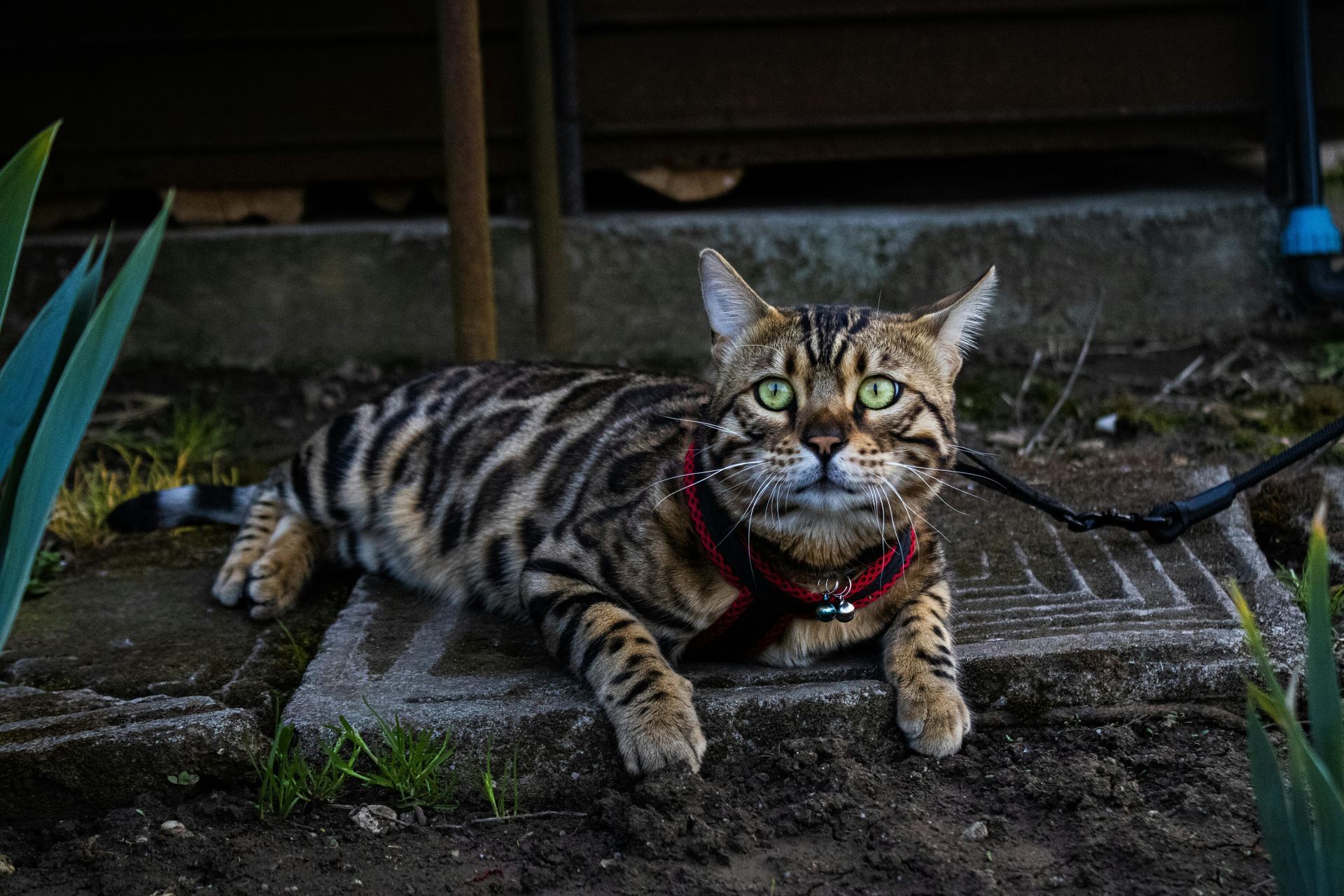 Bengal Kittens for sale in Tapi