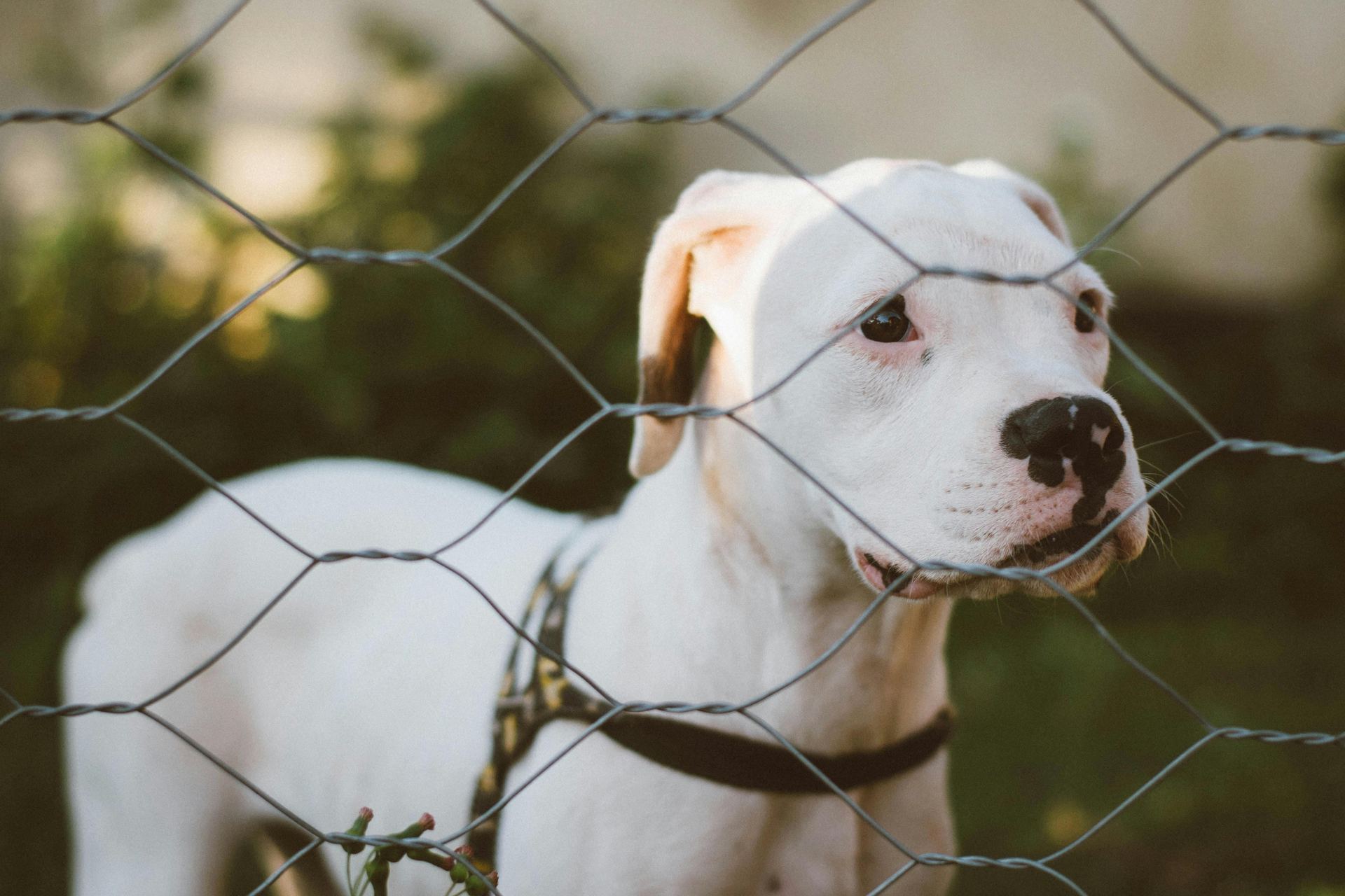 Dogo Argentino Puppy puppy in Tapi
