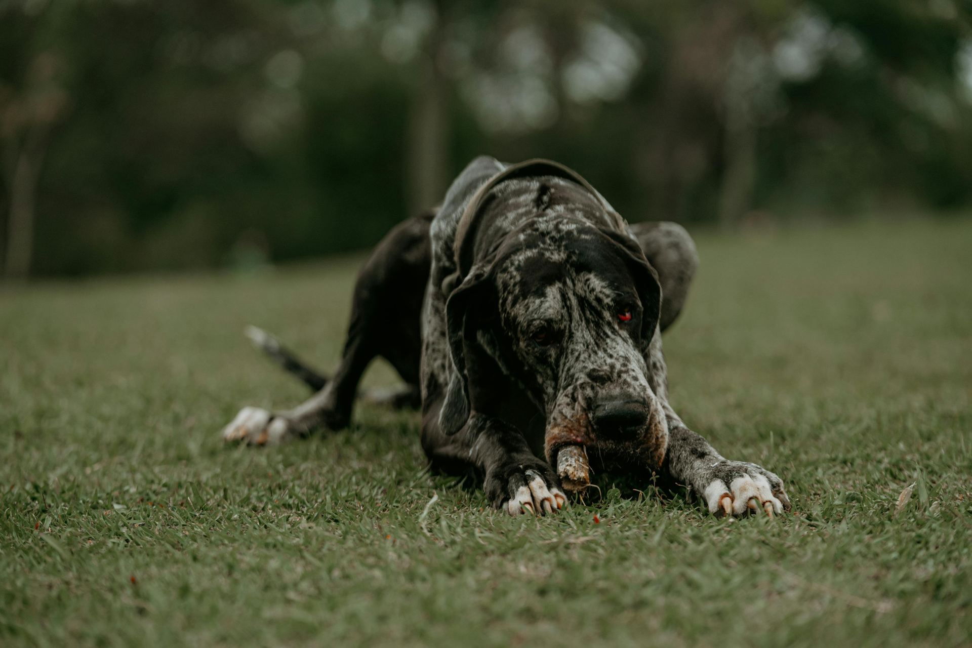 Great Dane Puppy dog in Tapi