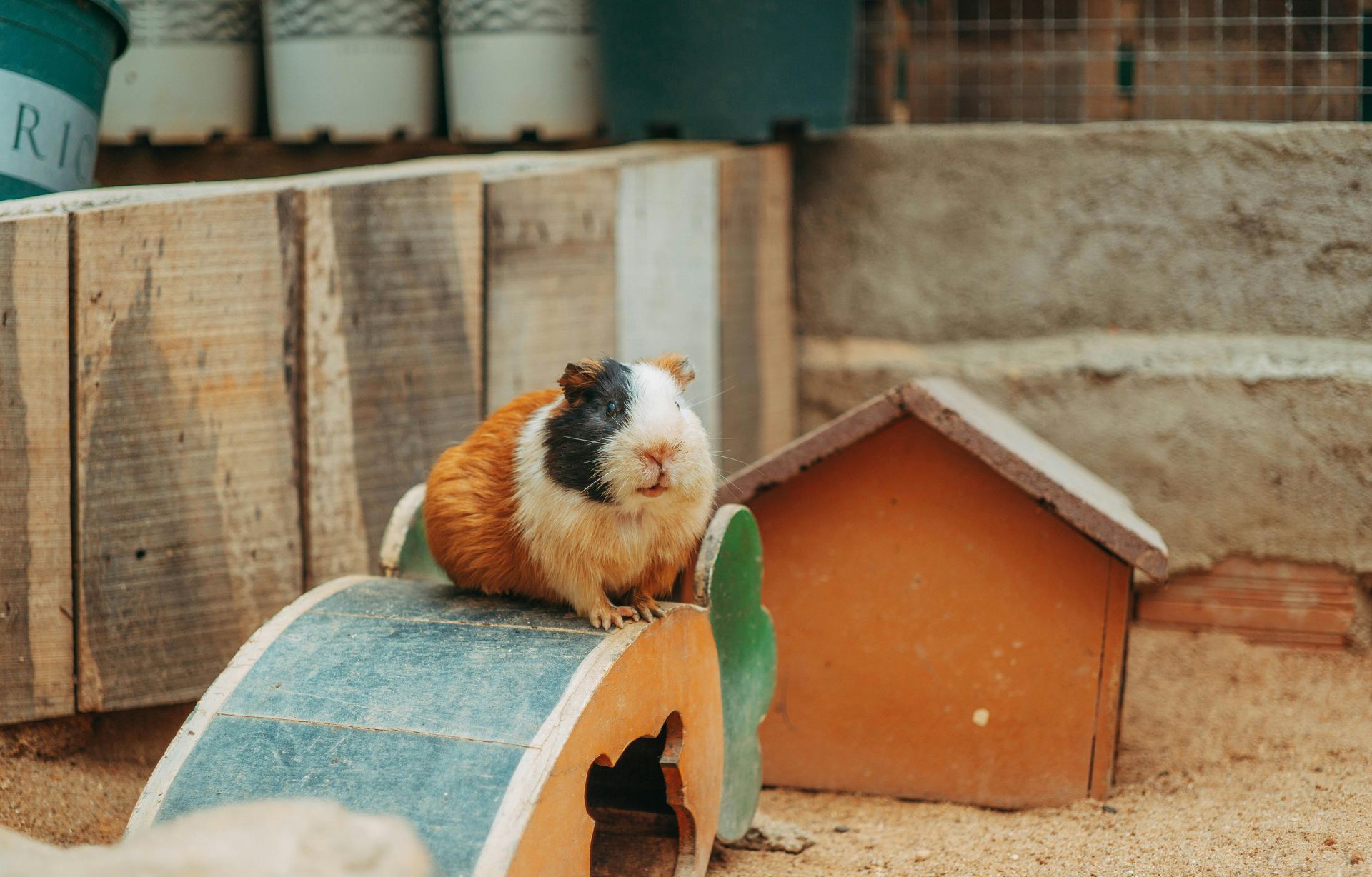 Guinea Pig Babies small pet in Balod