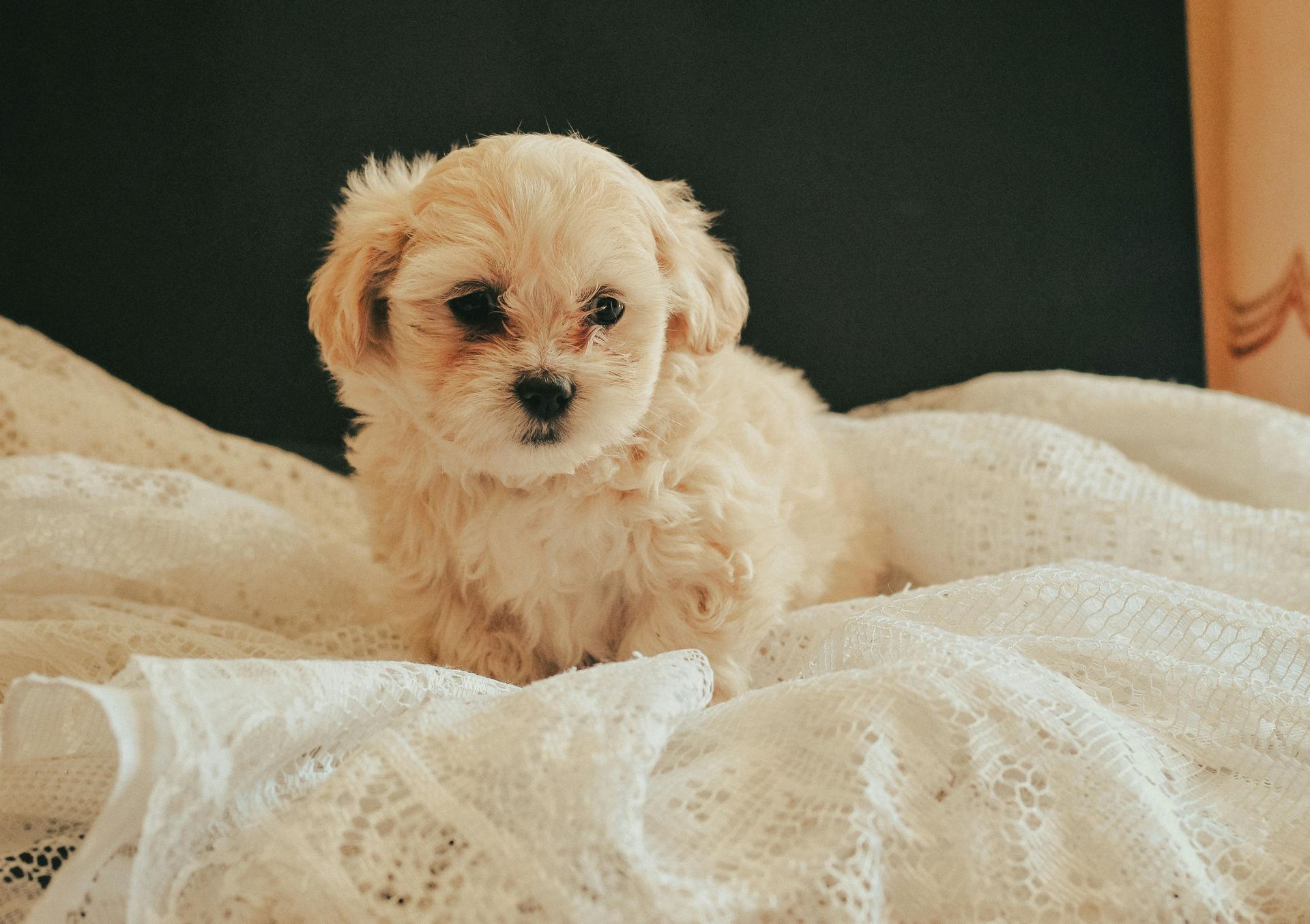 Maltipoo Puppy dog in Dangs