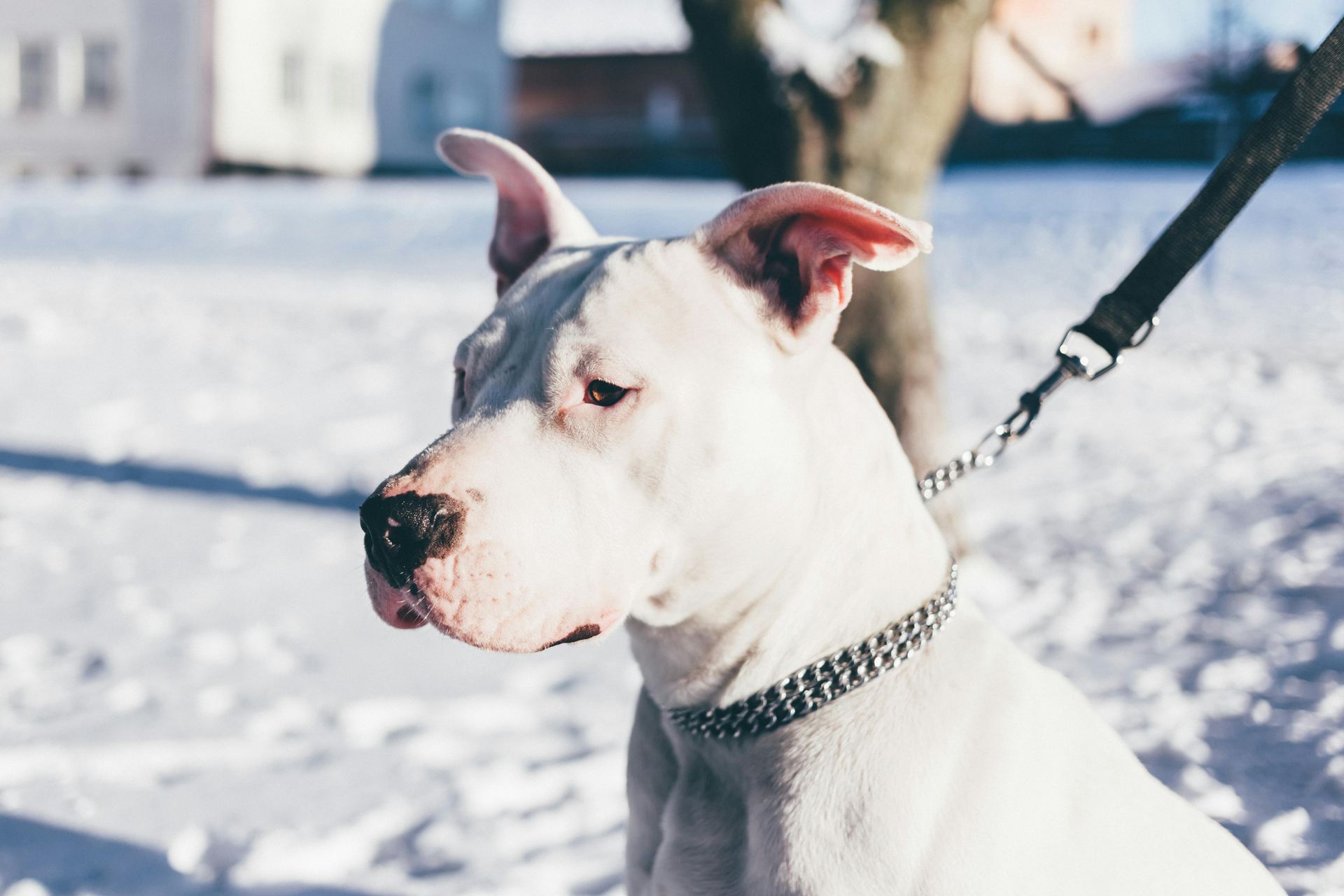 Dogo Argentino Puppy for sale in Tapi