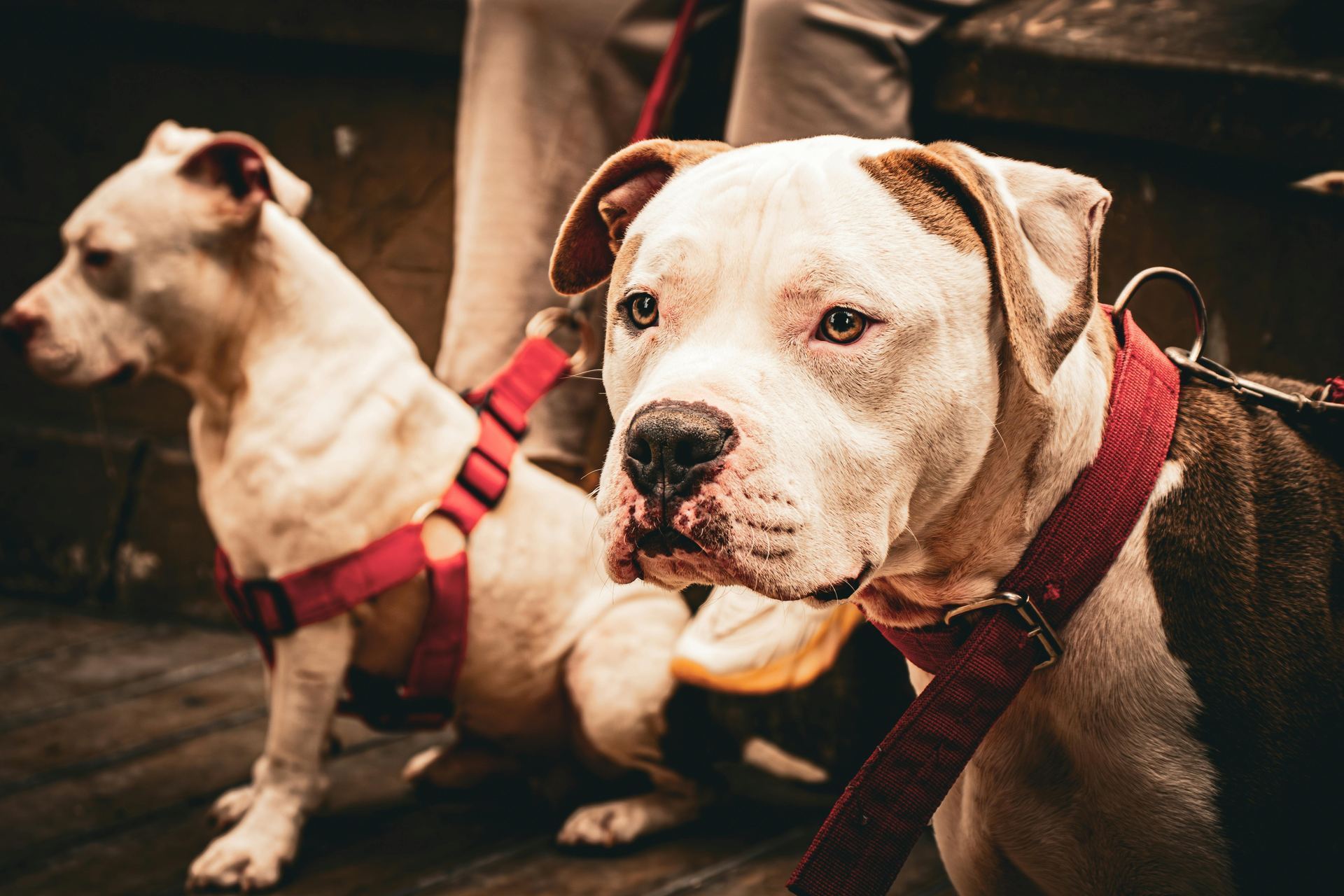 American Bull Dog | Pocket Size available in Junagadh