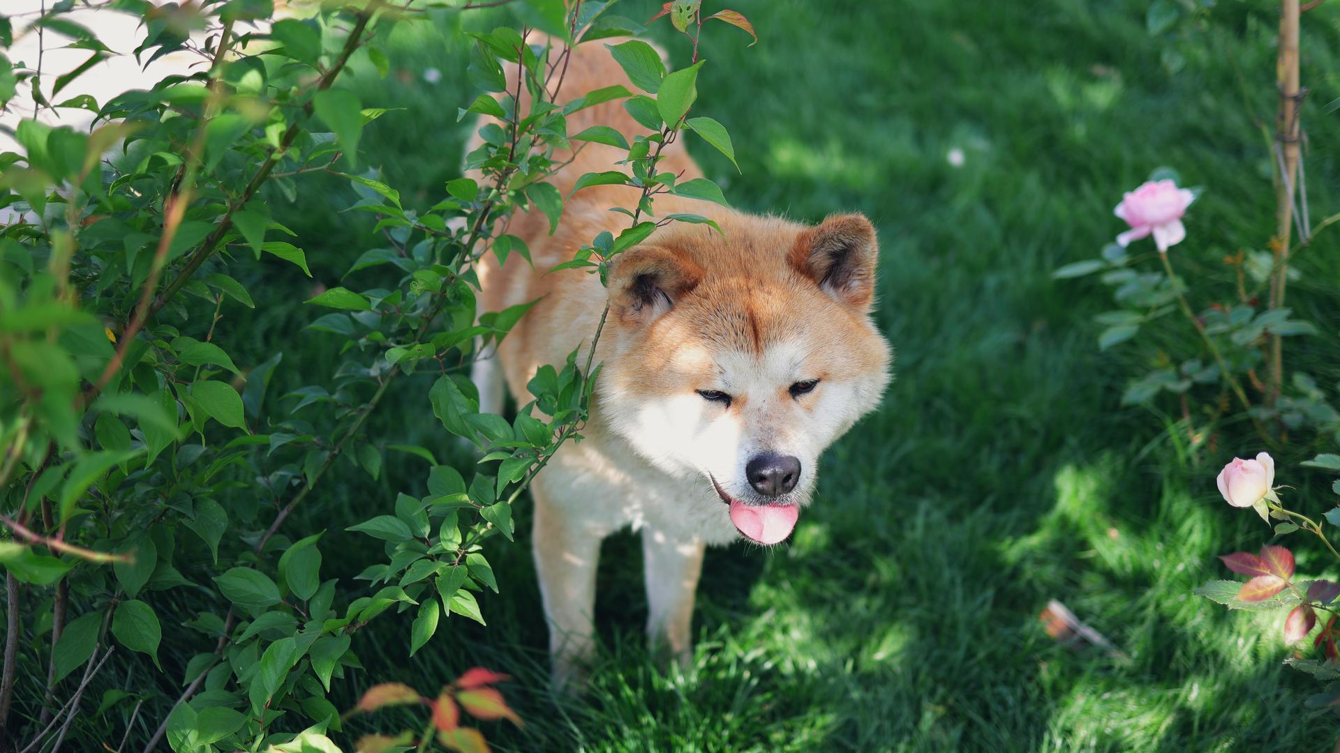Akita Inu Puppy available in Junagadh