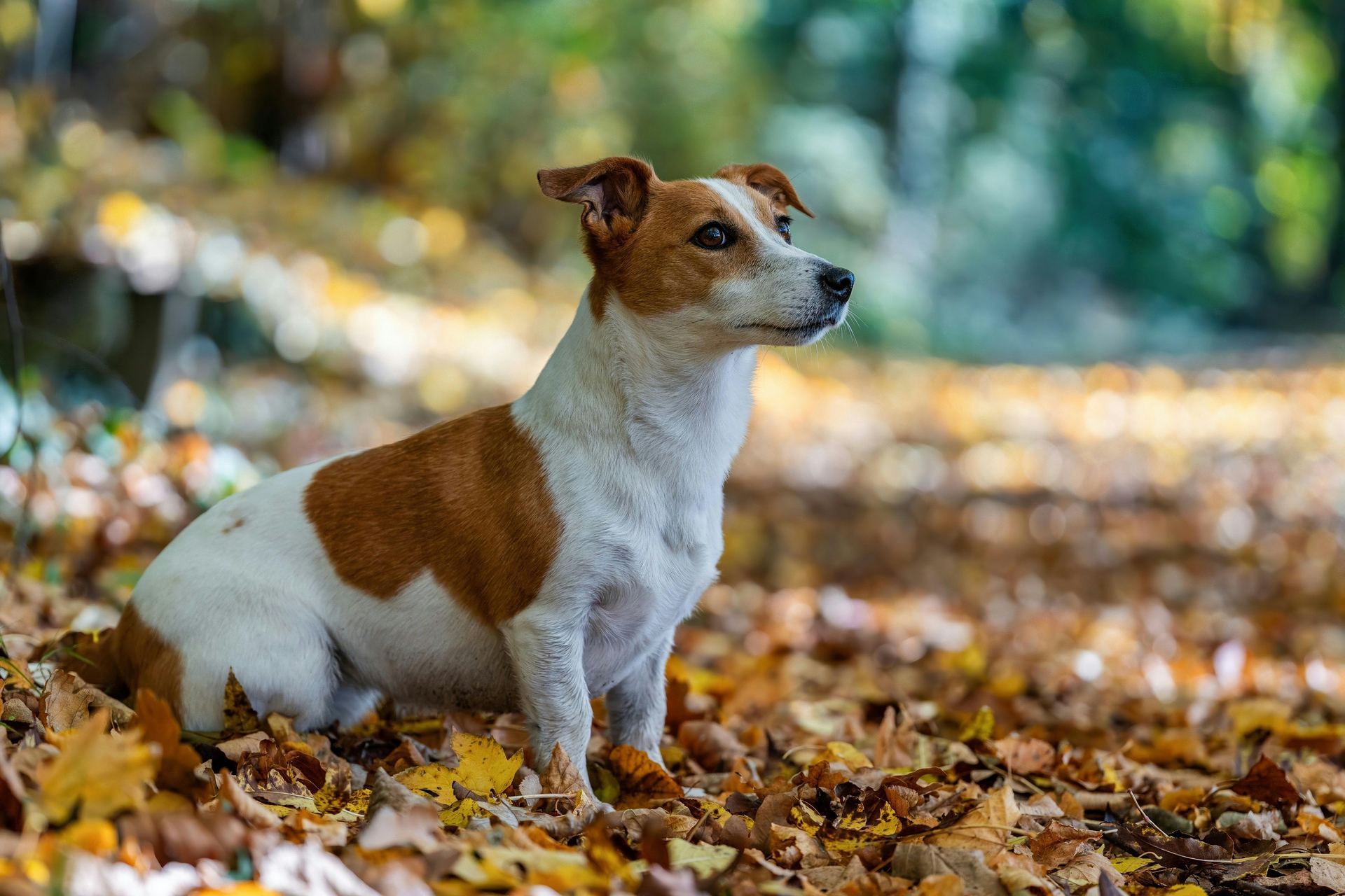 Jack Russell Terrier Puppy available in Tapi