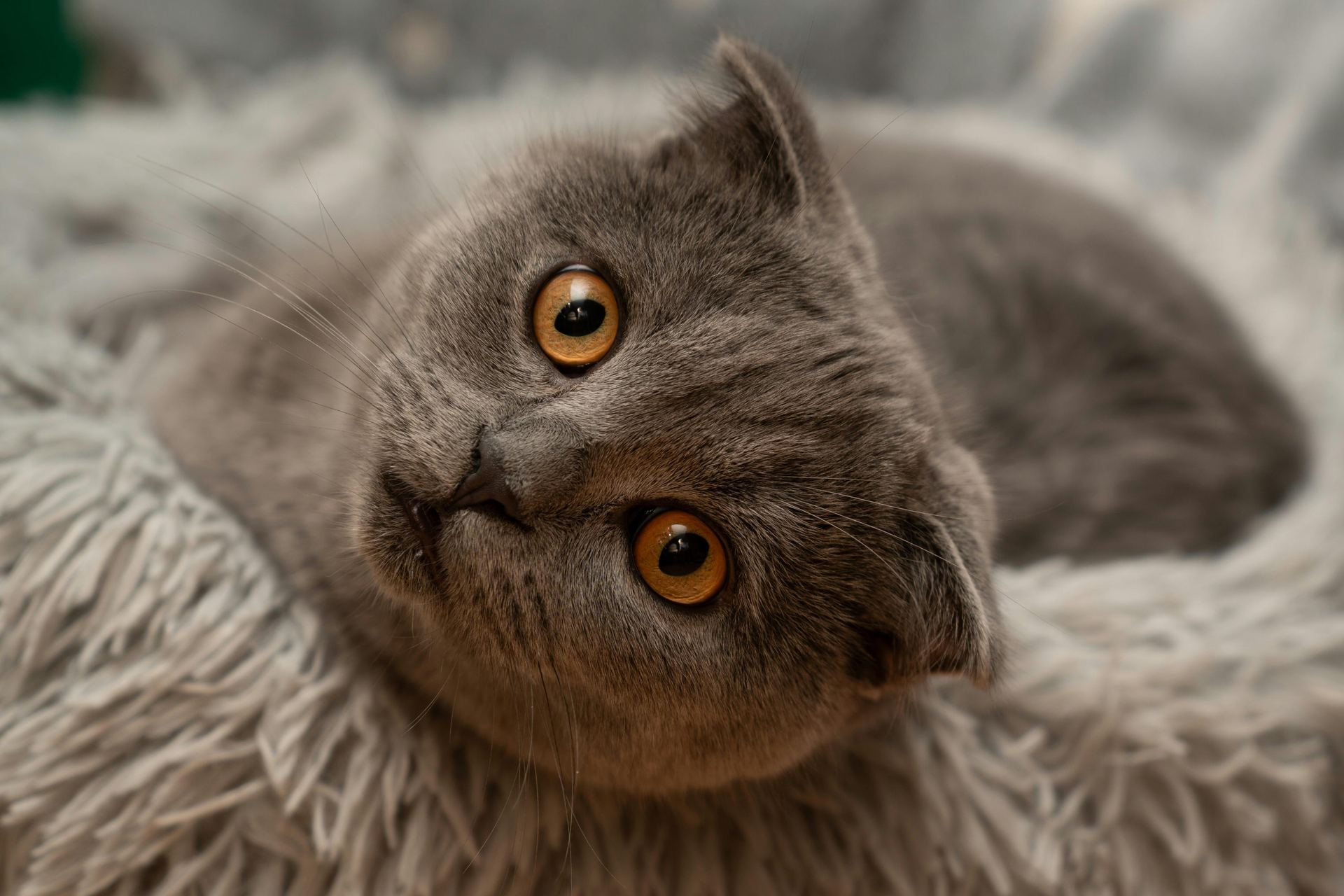 Scottish Fold Kitten | Standard Grey kitten available in Nanded