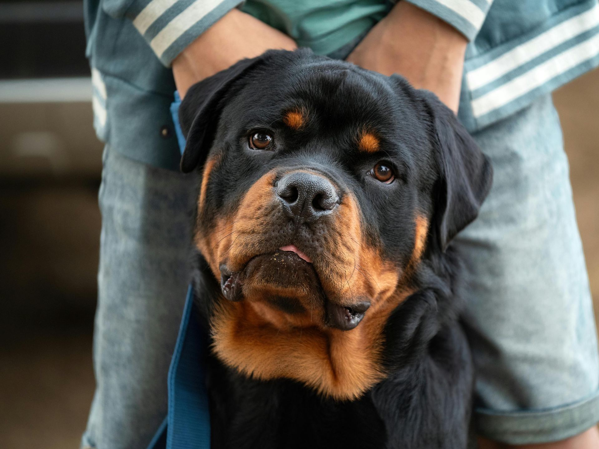 Rottweiler Puppy puppy in Dangs