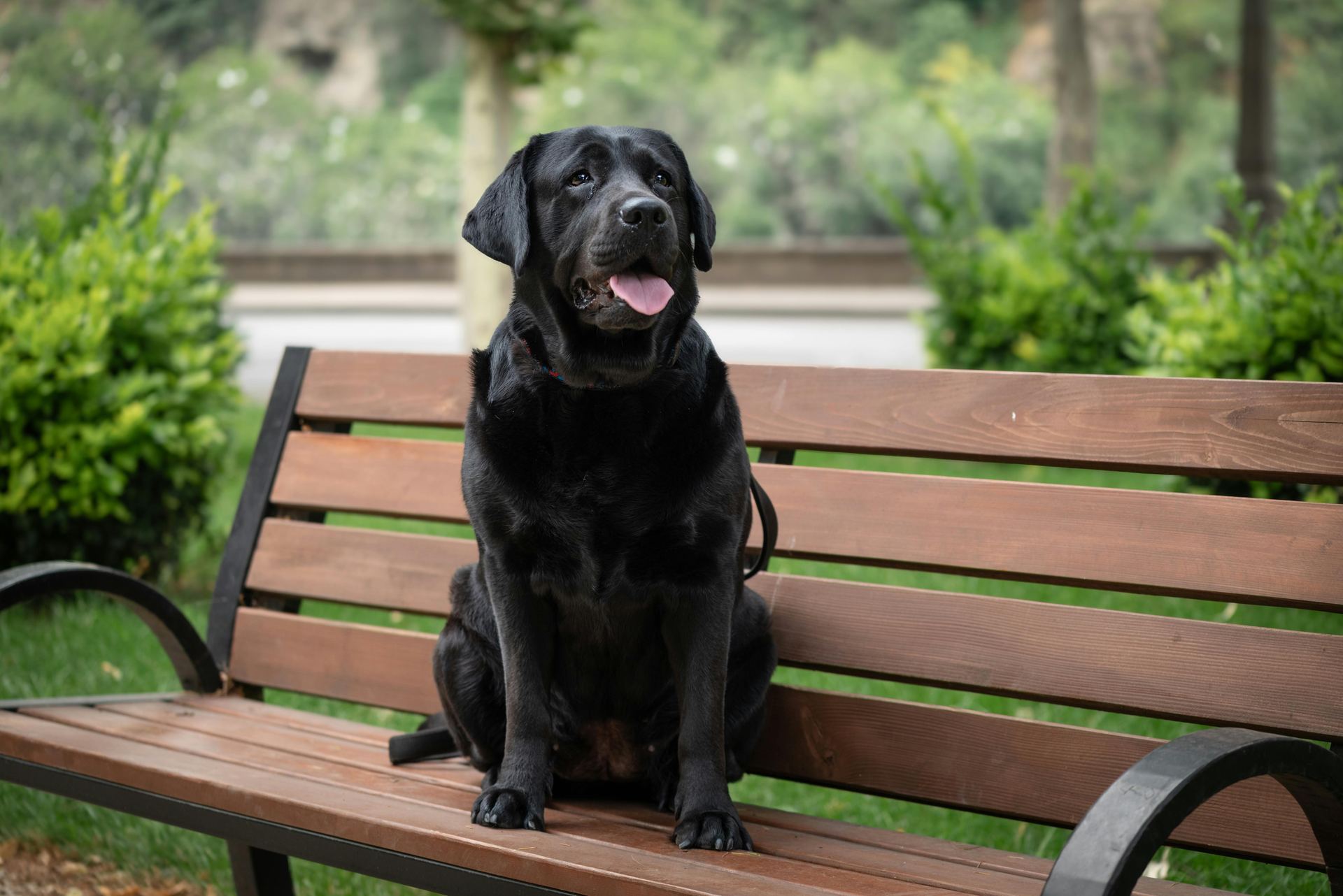 Labrador Retriever Puppy | Black Color available in Dangs
