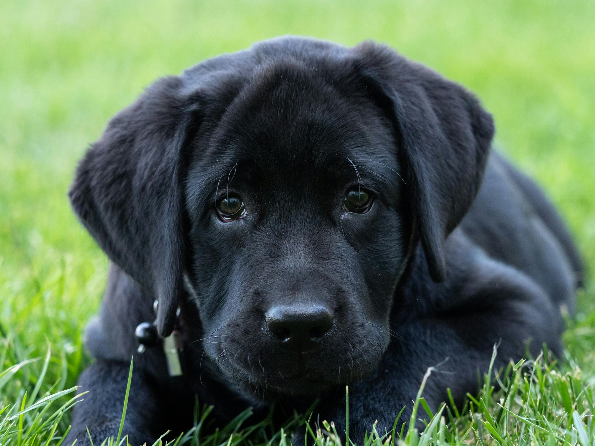 Labrador Retriever Puppy | Black Color for sale in Dangs