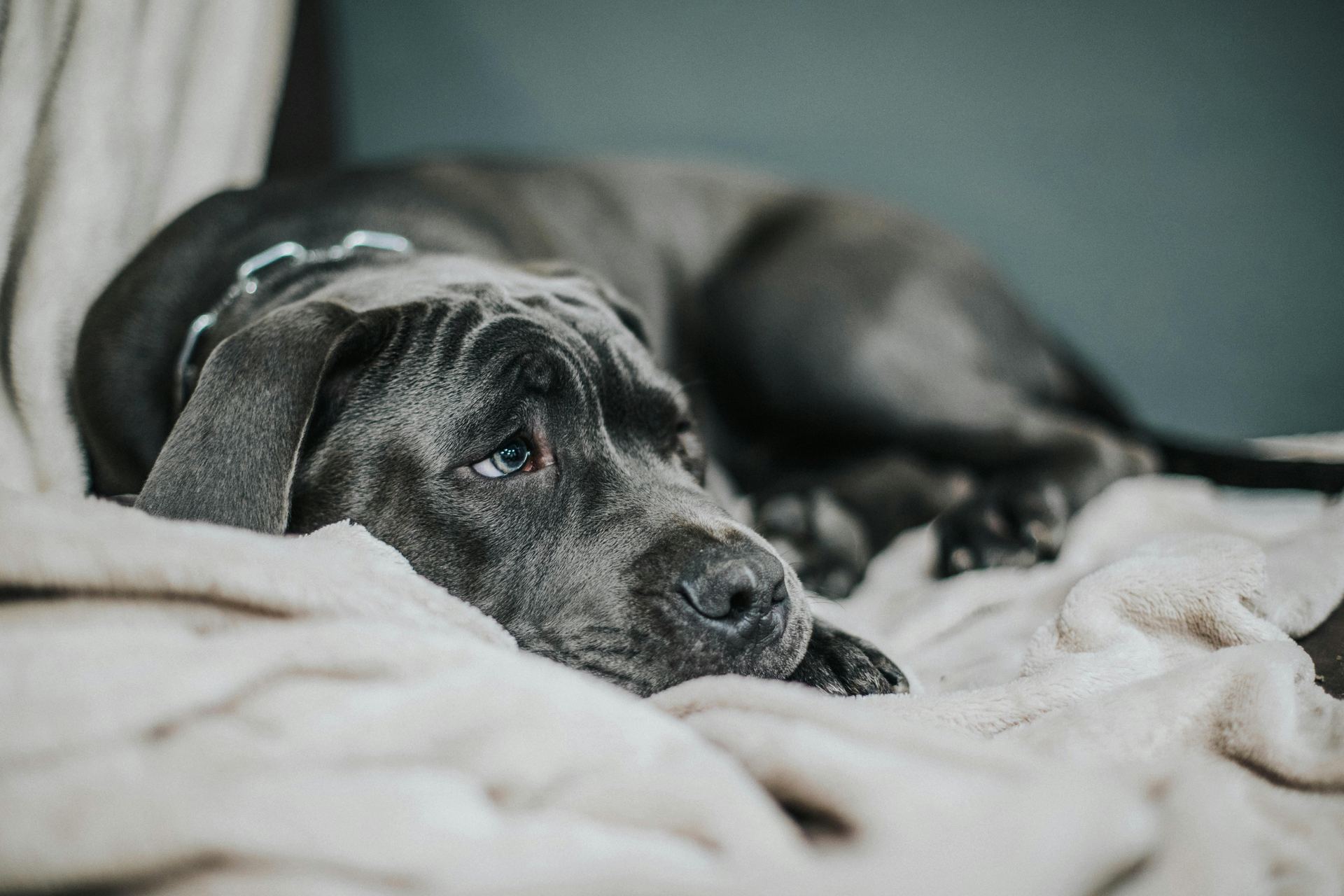 Cane Corso Puppy puppy in Datia