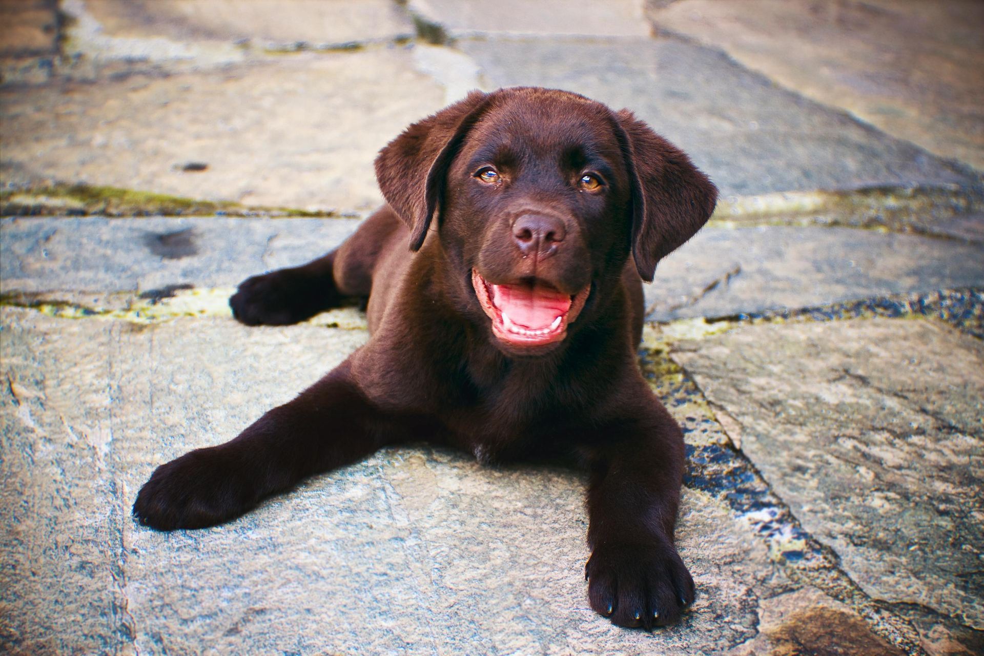 Labrador Retriever Chocolate Puppy available in Dangs