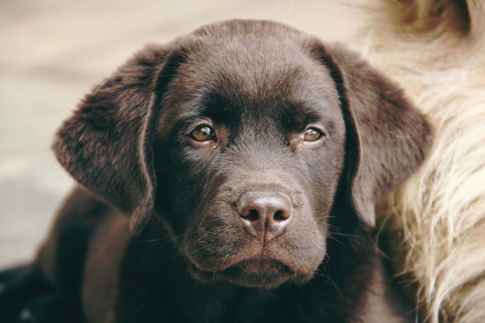 Labrador Retriever Chocolate Puppy for sale in Dangs