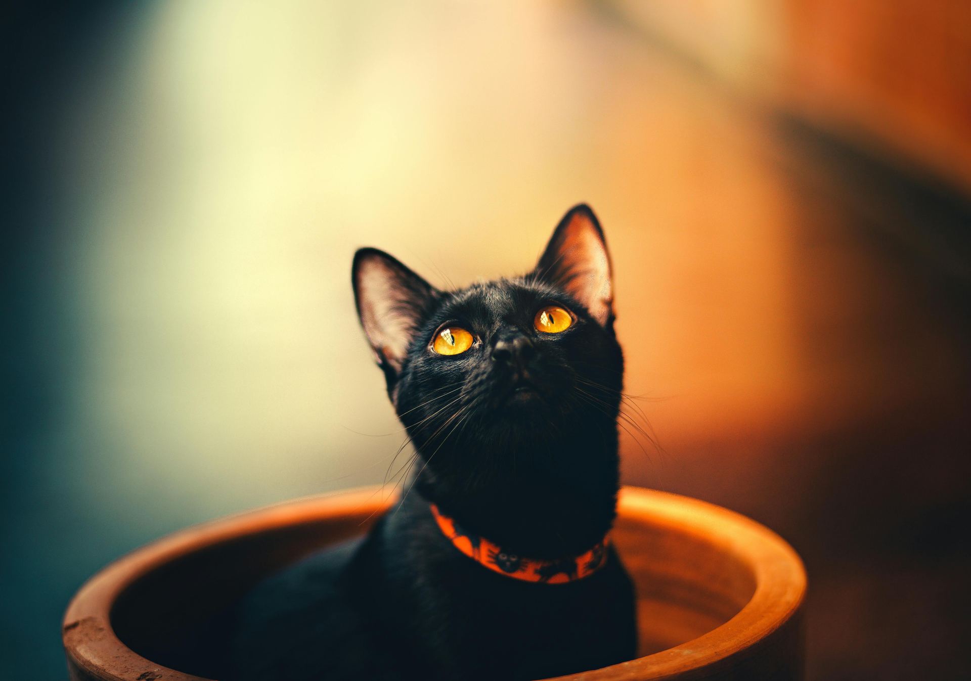Bombay Kittens for sale in Tapi