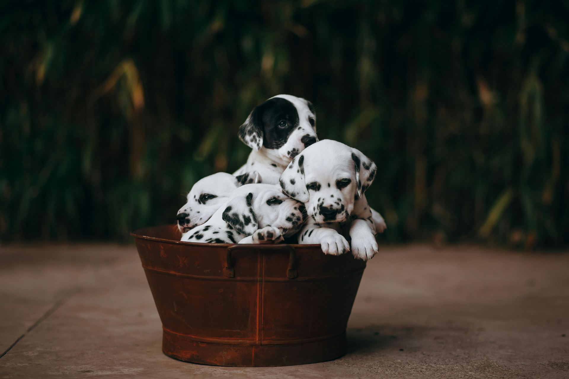 Dalmatian Puppy | Black Dots available in Dangs