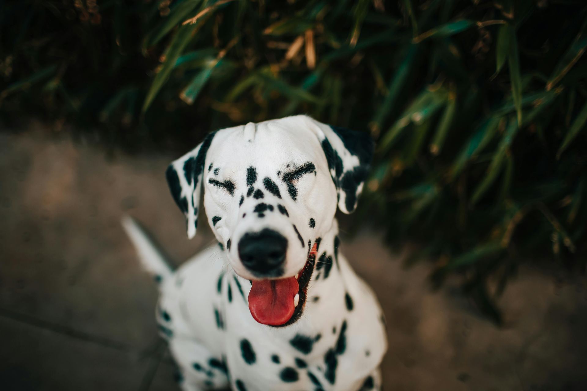 Dalmatian Puppy | Black Dots dog in Dangs