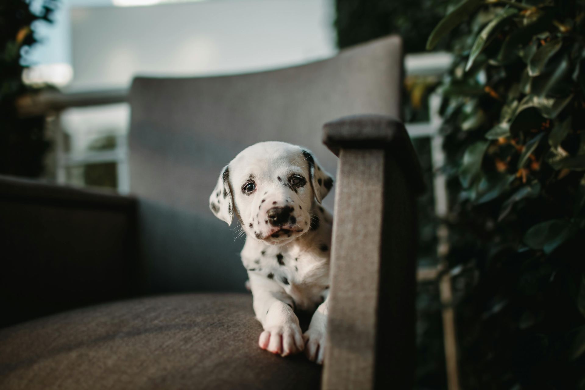 Dalmatian Puppy | Black Dots puppy in Dangs