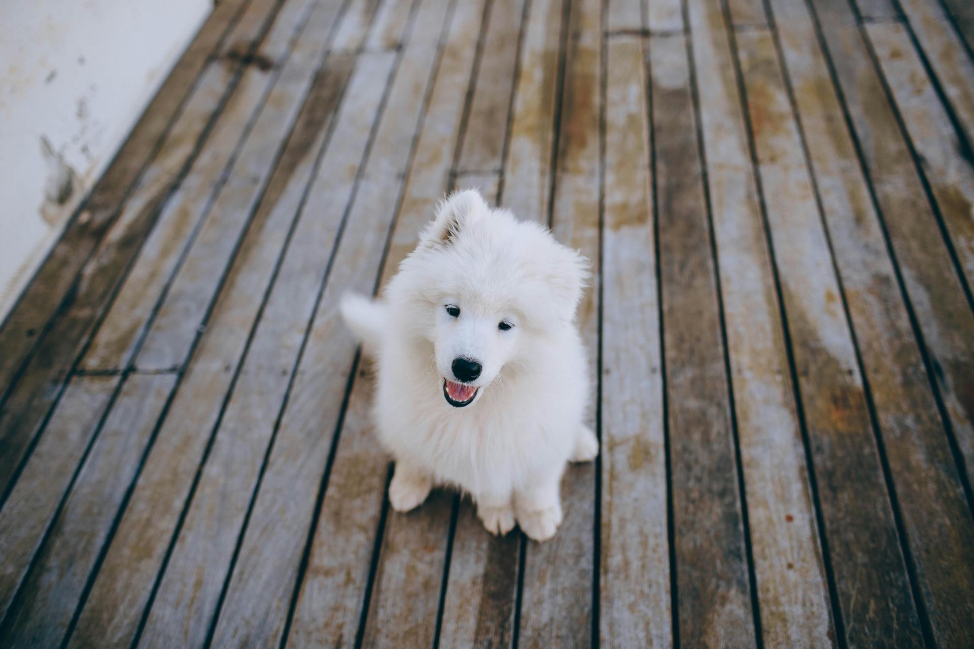 Samoyed Puppy | White available in Tapi
