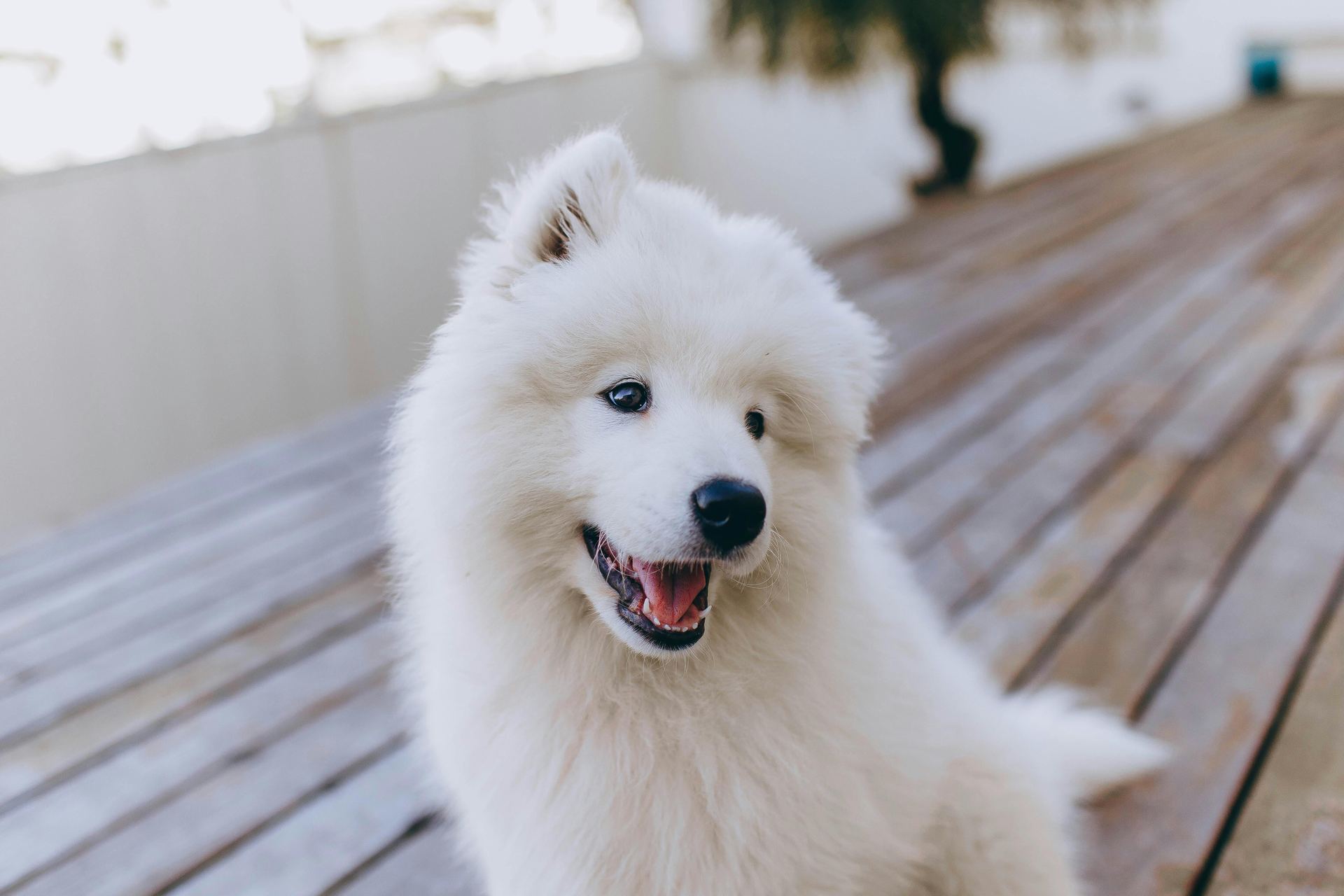 Samoyed Puppy | White for sale in Tapi