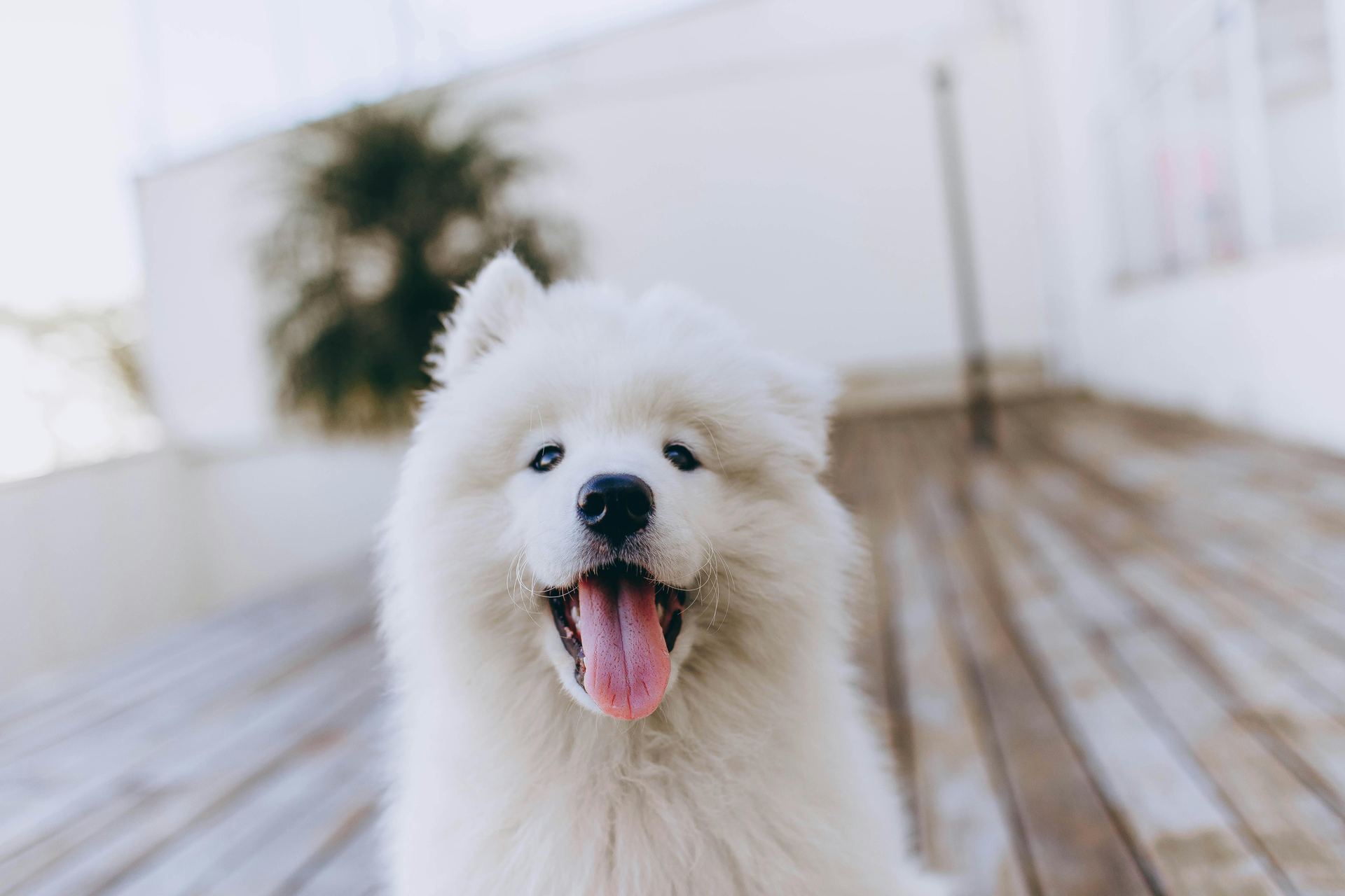 Samoyed Puppy | White puppy in Tapi