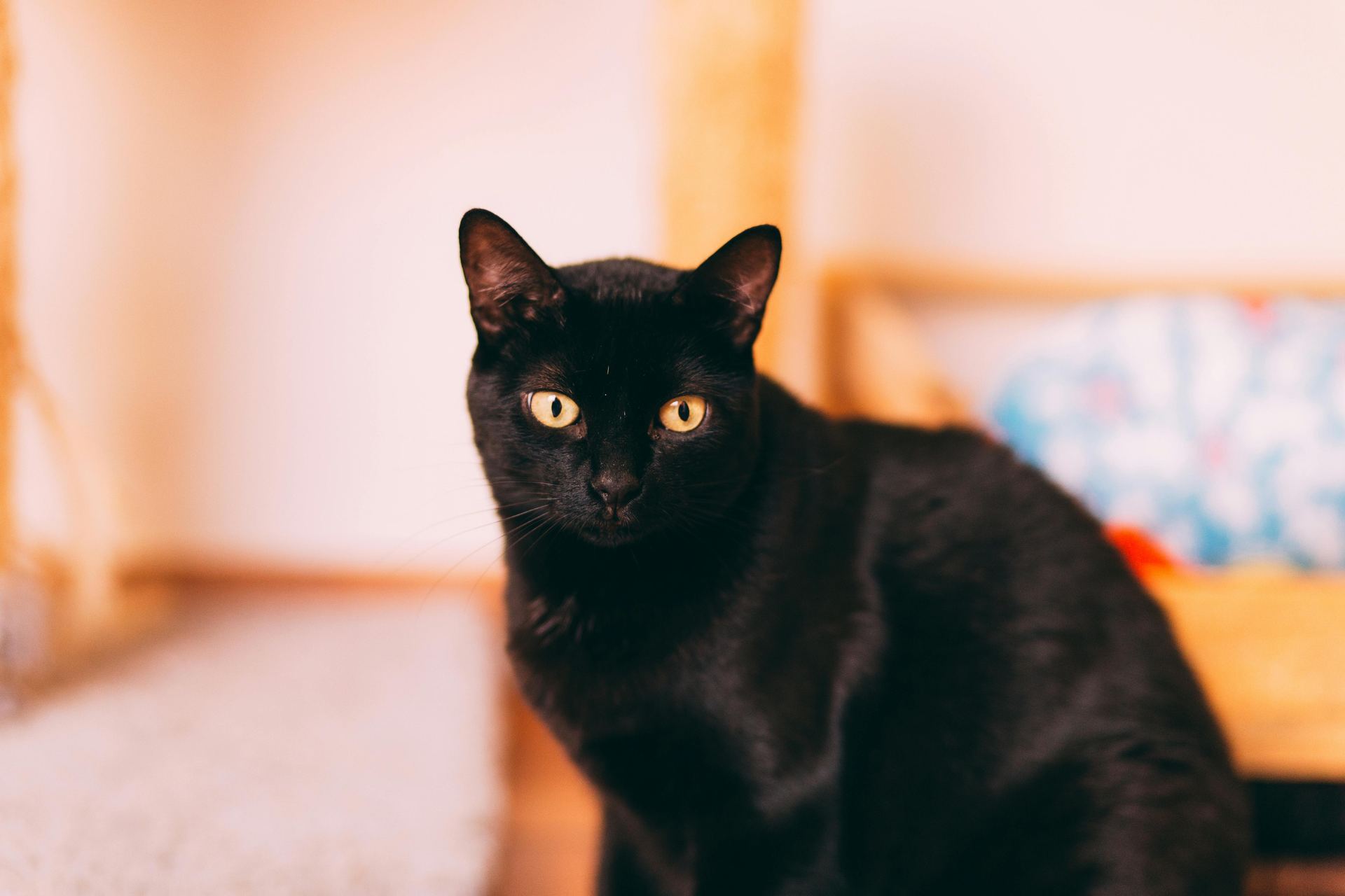 Bombay Kittens cat in Tapi