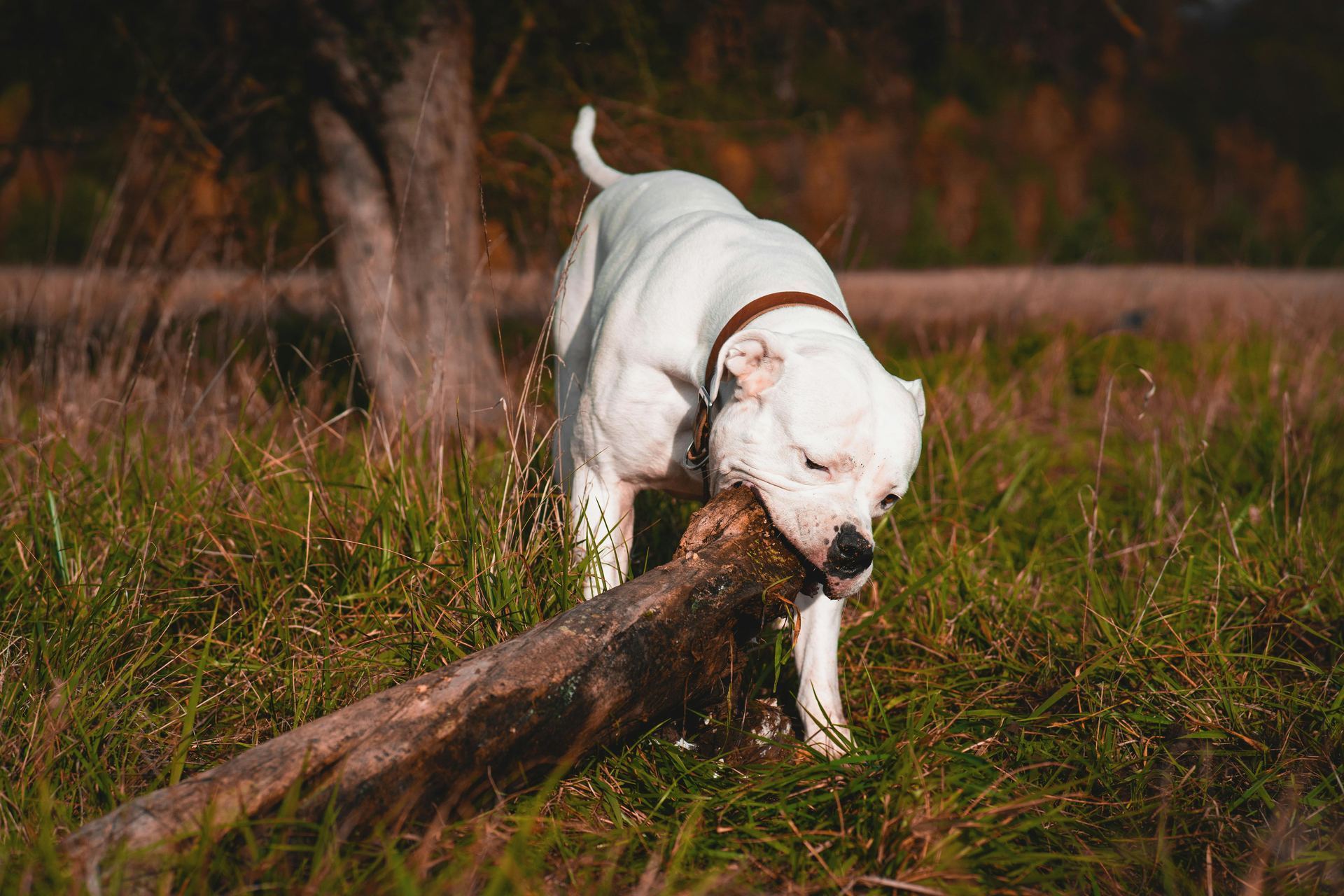 Dogo Argentino Puppy available in Tapi
