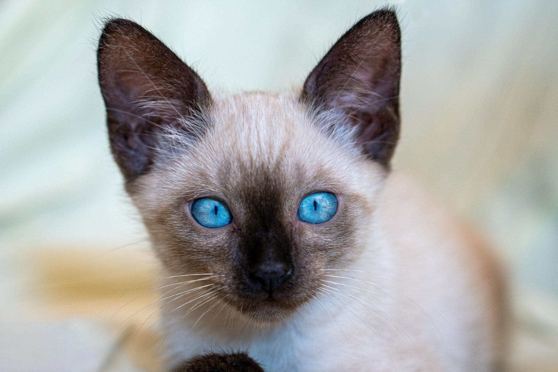 Buy Siamese Kitten in Tapi