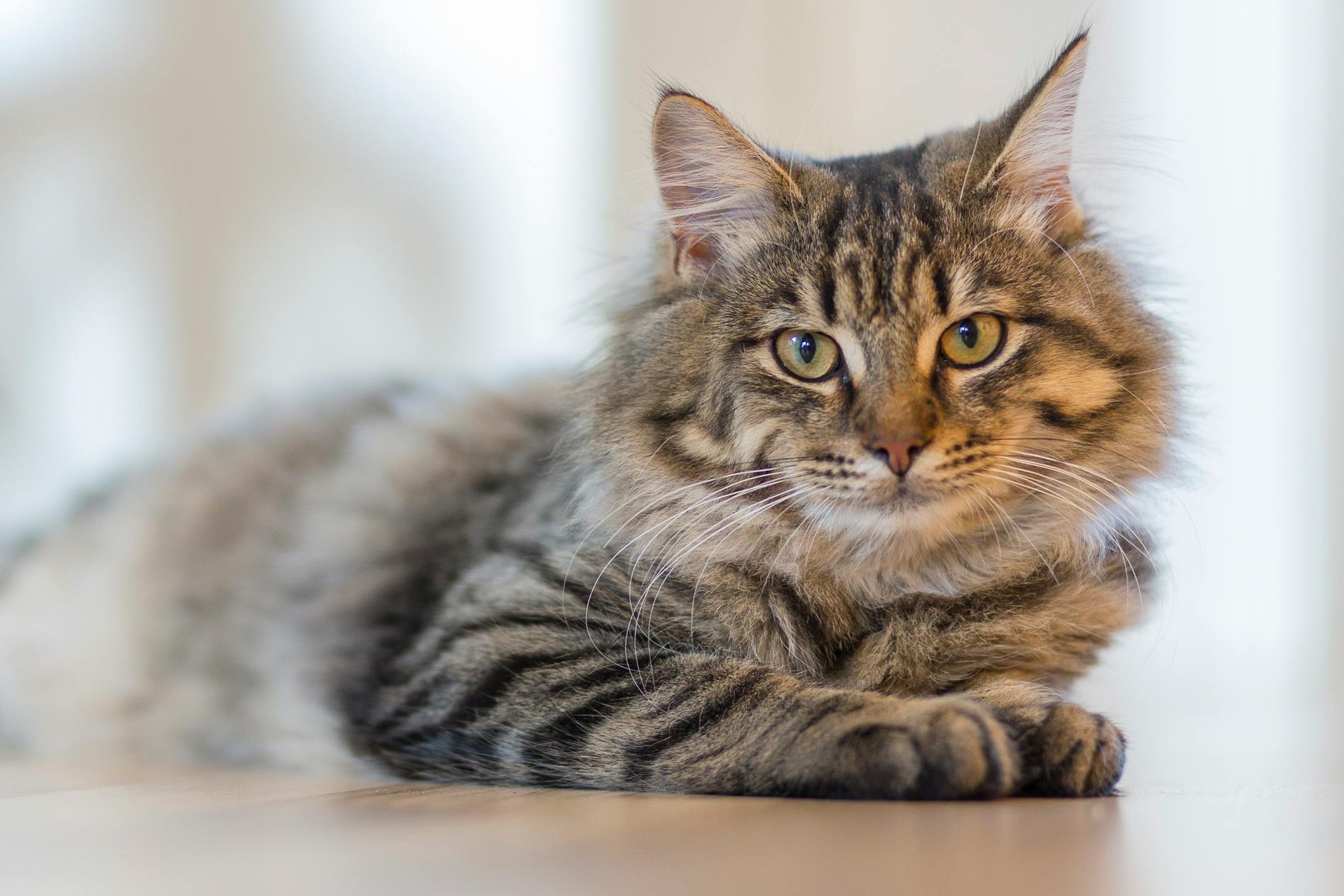 Siberian Kitten for sale in Tapi