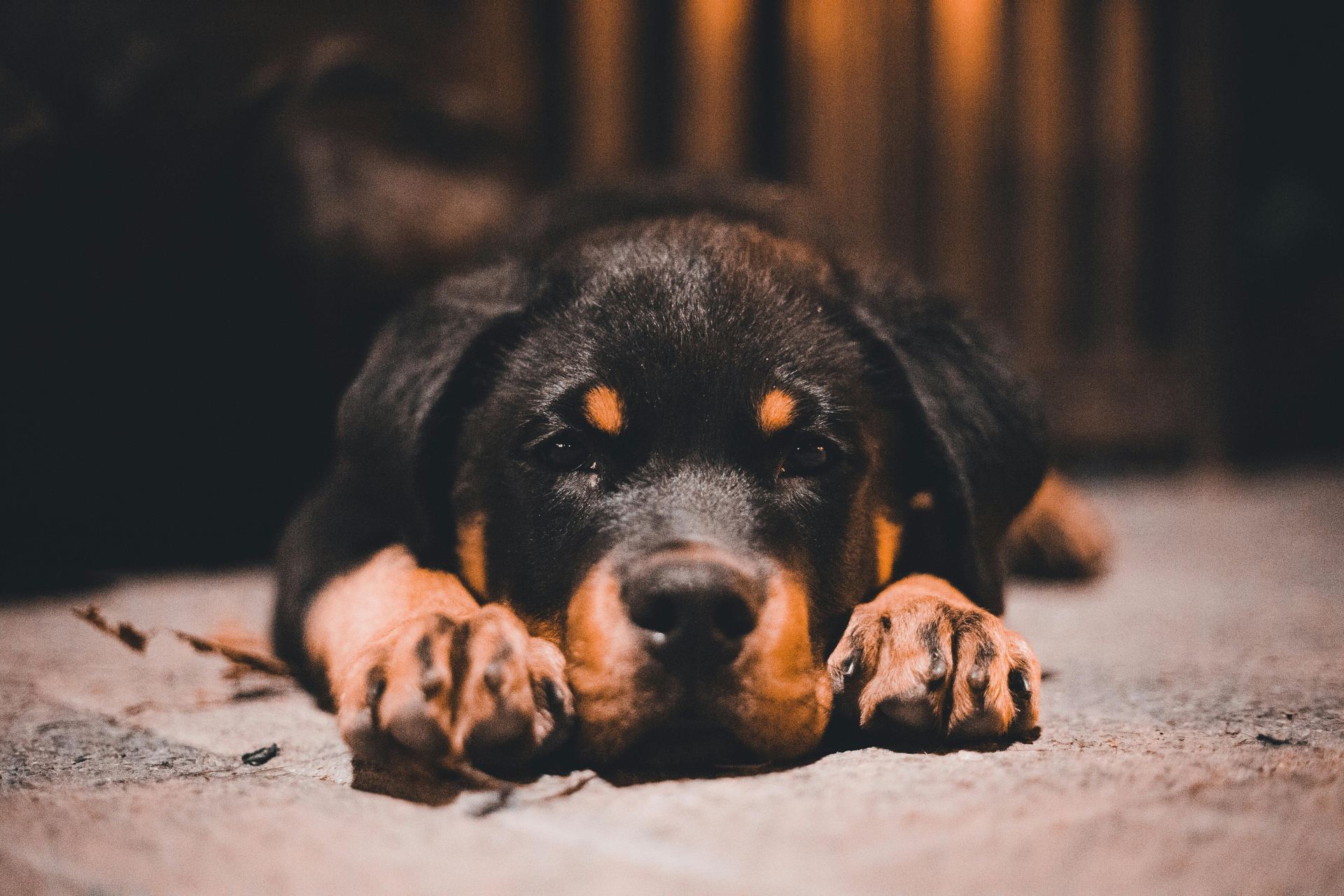 Rottweiler Puppy for sale in Dangs