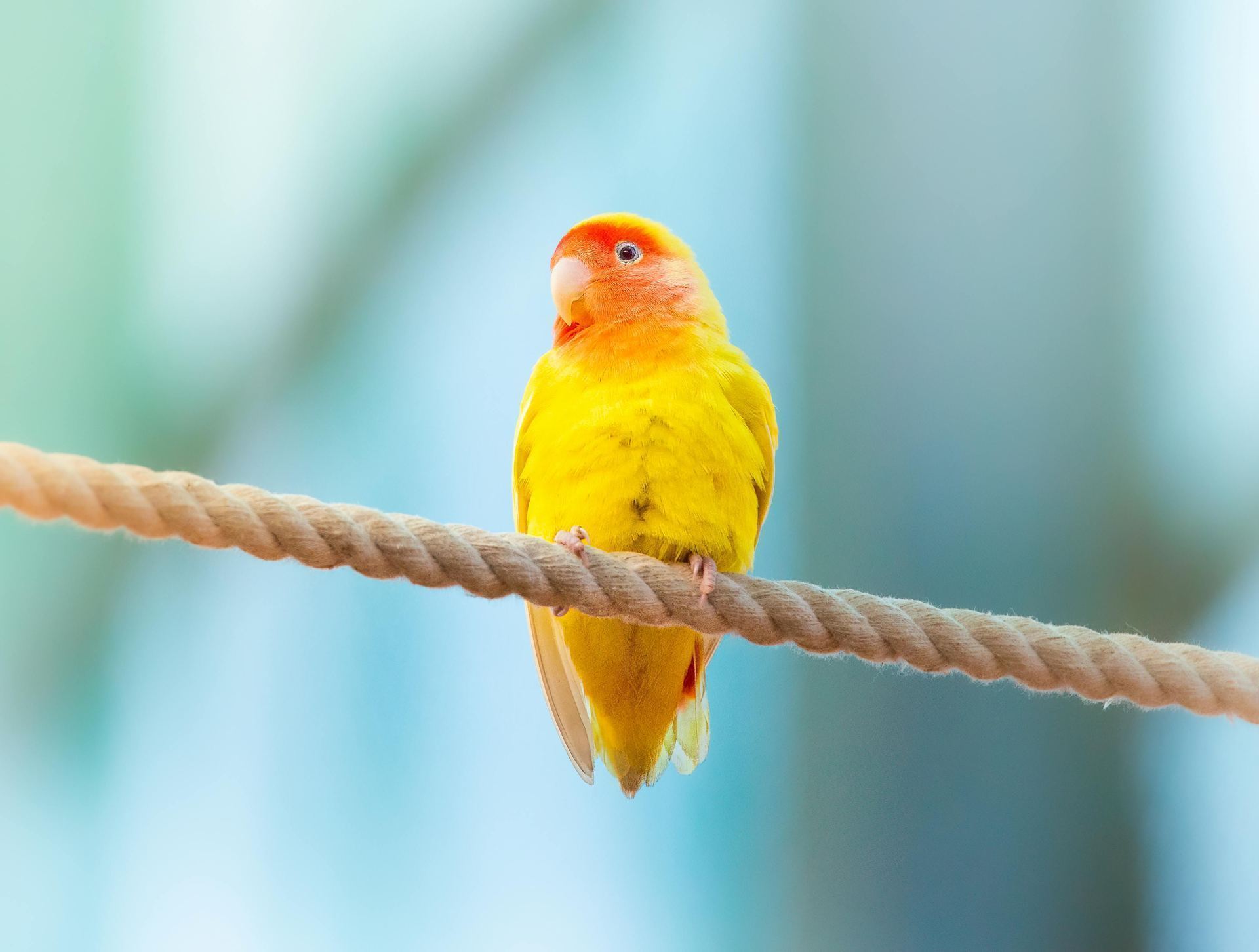 African Love Birds | Yellow & Orange available in Tapi