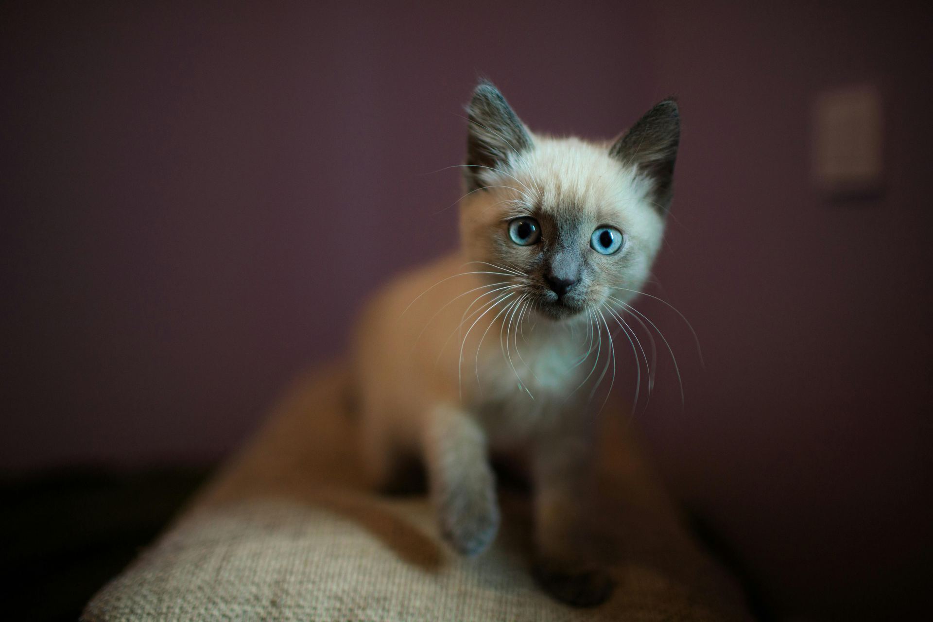 Siamese Kitten cat in Tapi