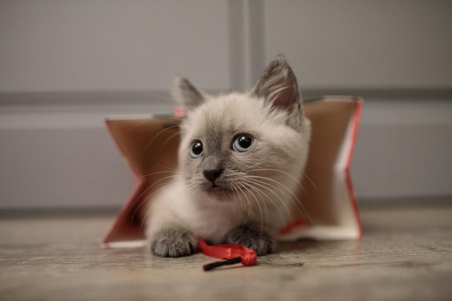 Himalayan Kittens for sale in Nanded