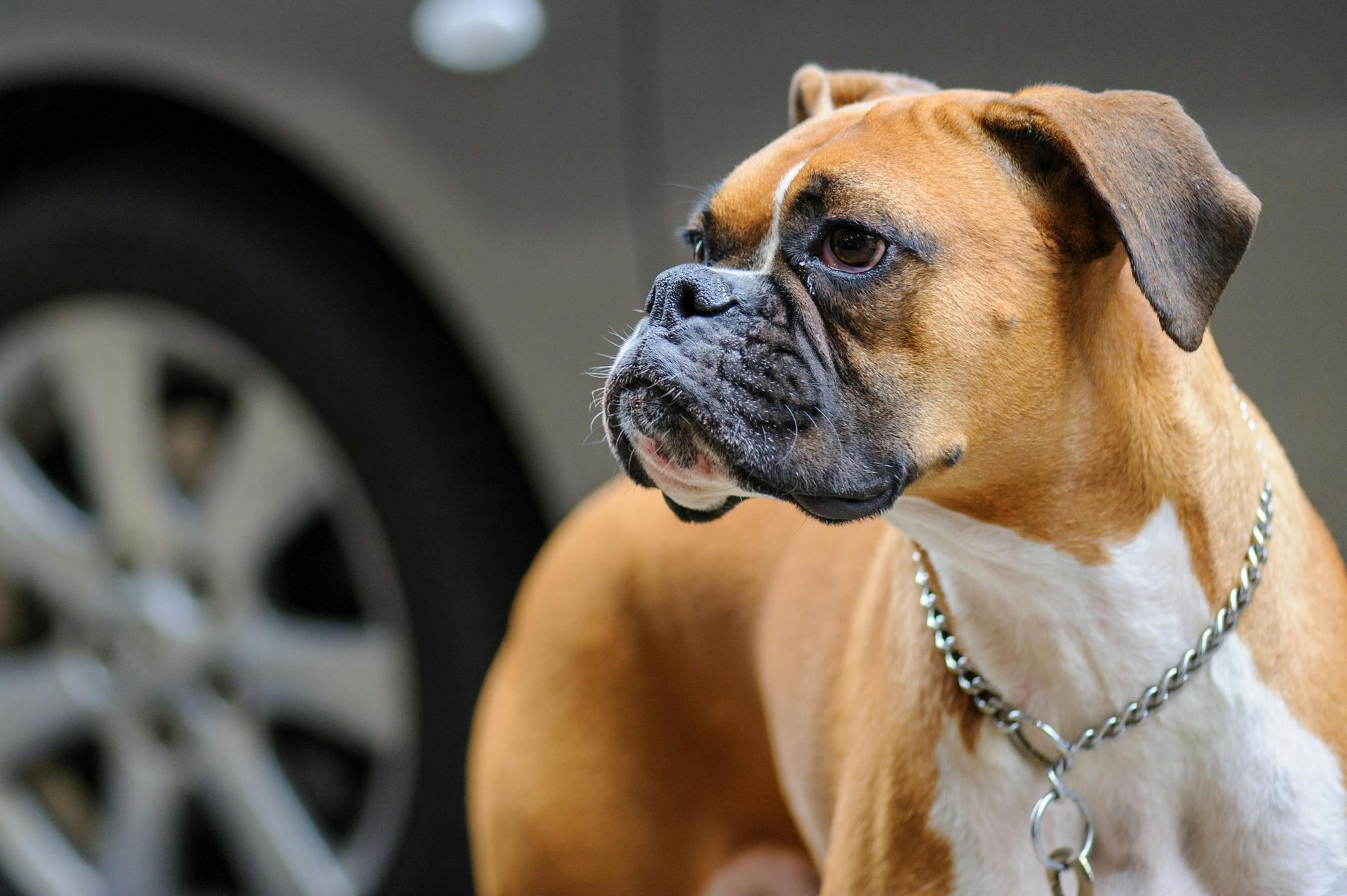 Boxer Puppy available in Tapi