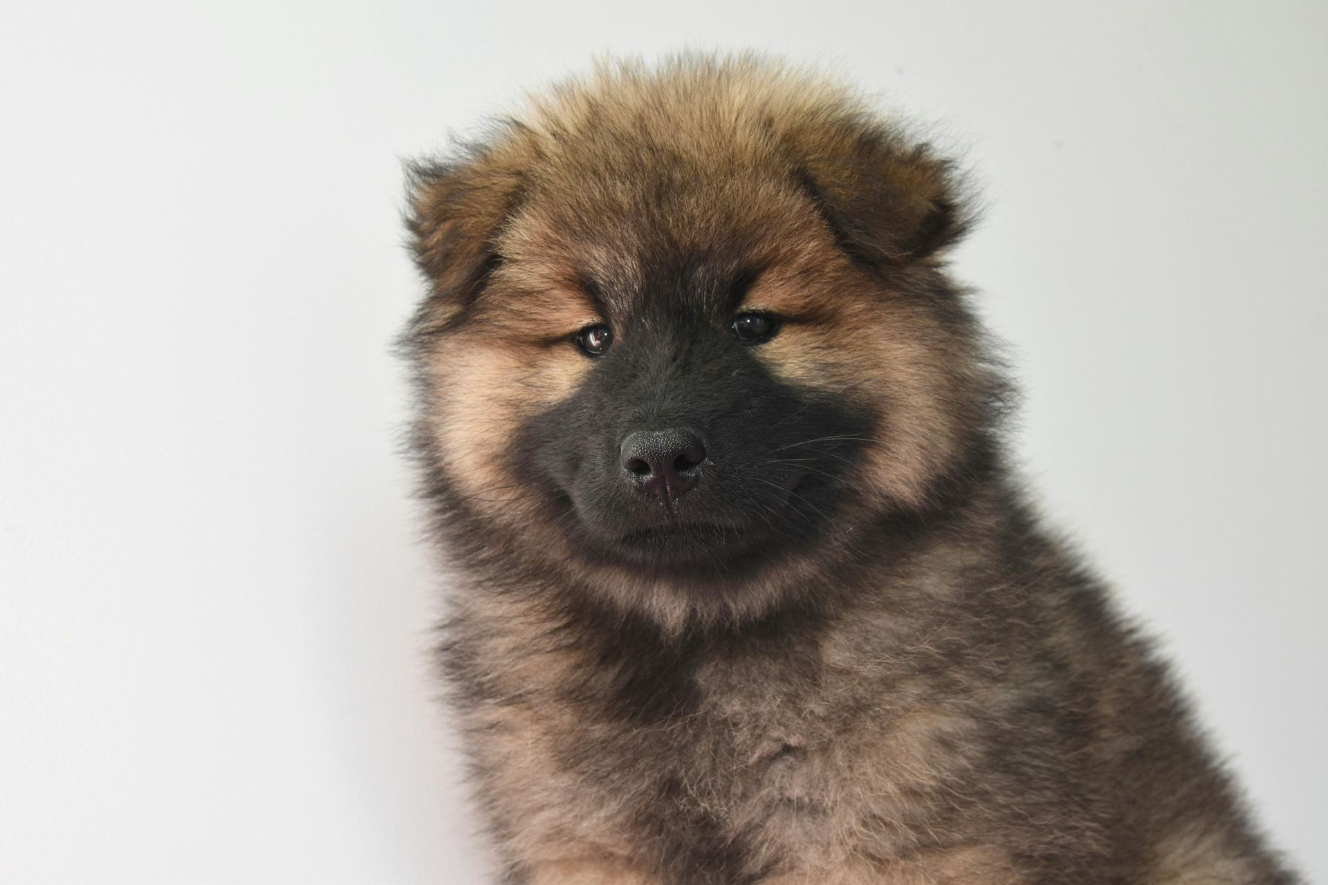 Chow Chow Puppy | Fawn Color for sale in Tapi
