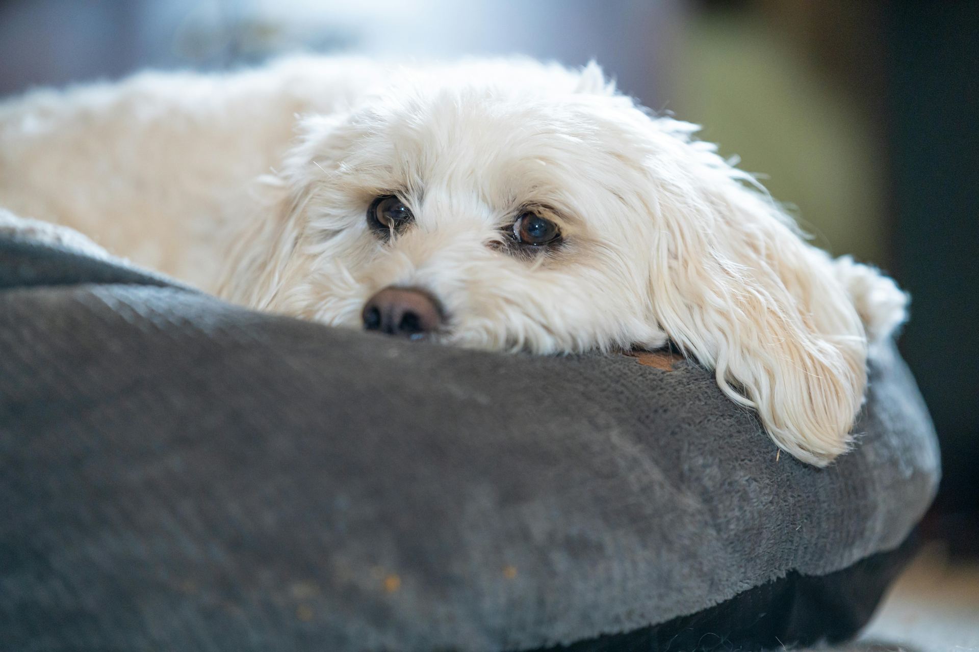 Bichon Frise Puppy for sale in Junagadh