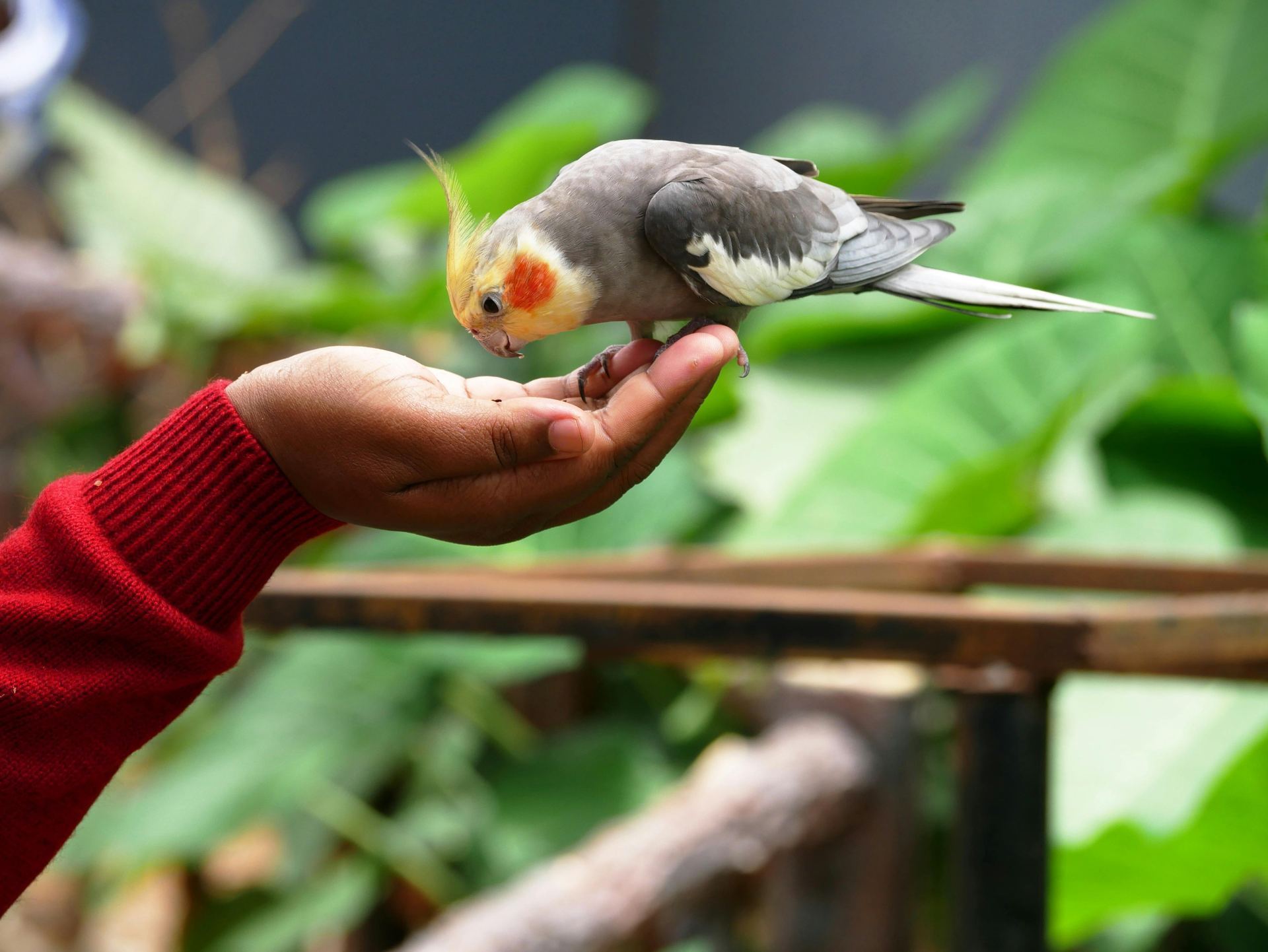 Cockateils available in Nanded