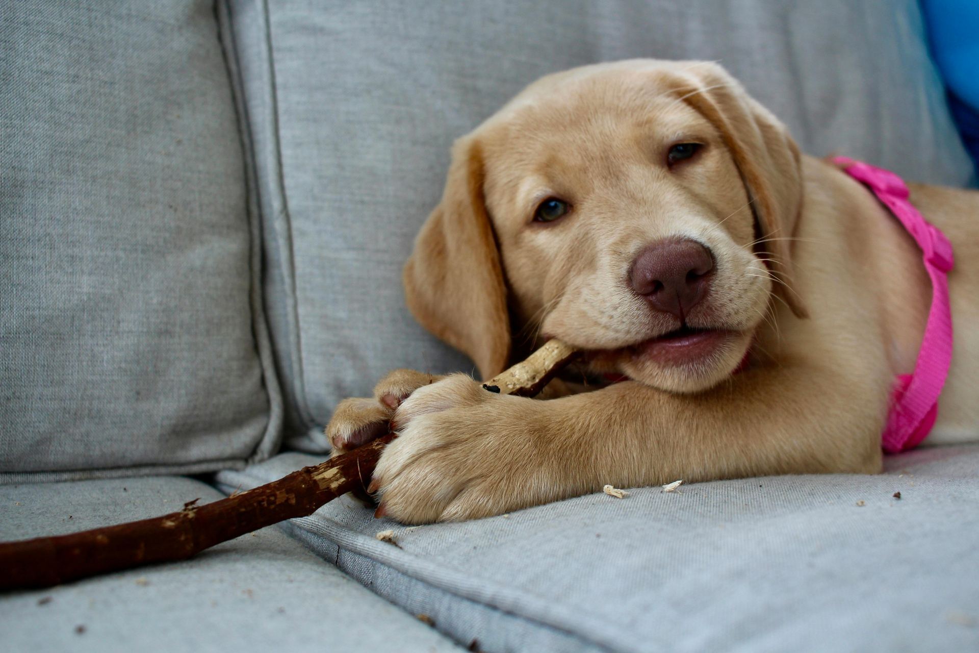 Labrador Retriever Puppy | Fawn Color for sale in Devbhumi Dwarka