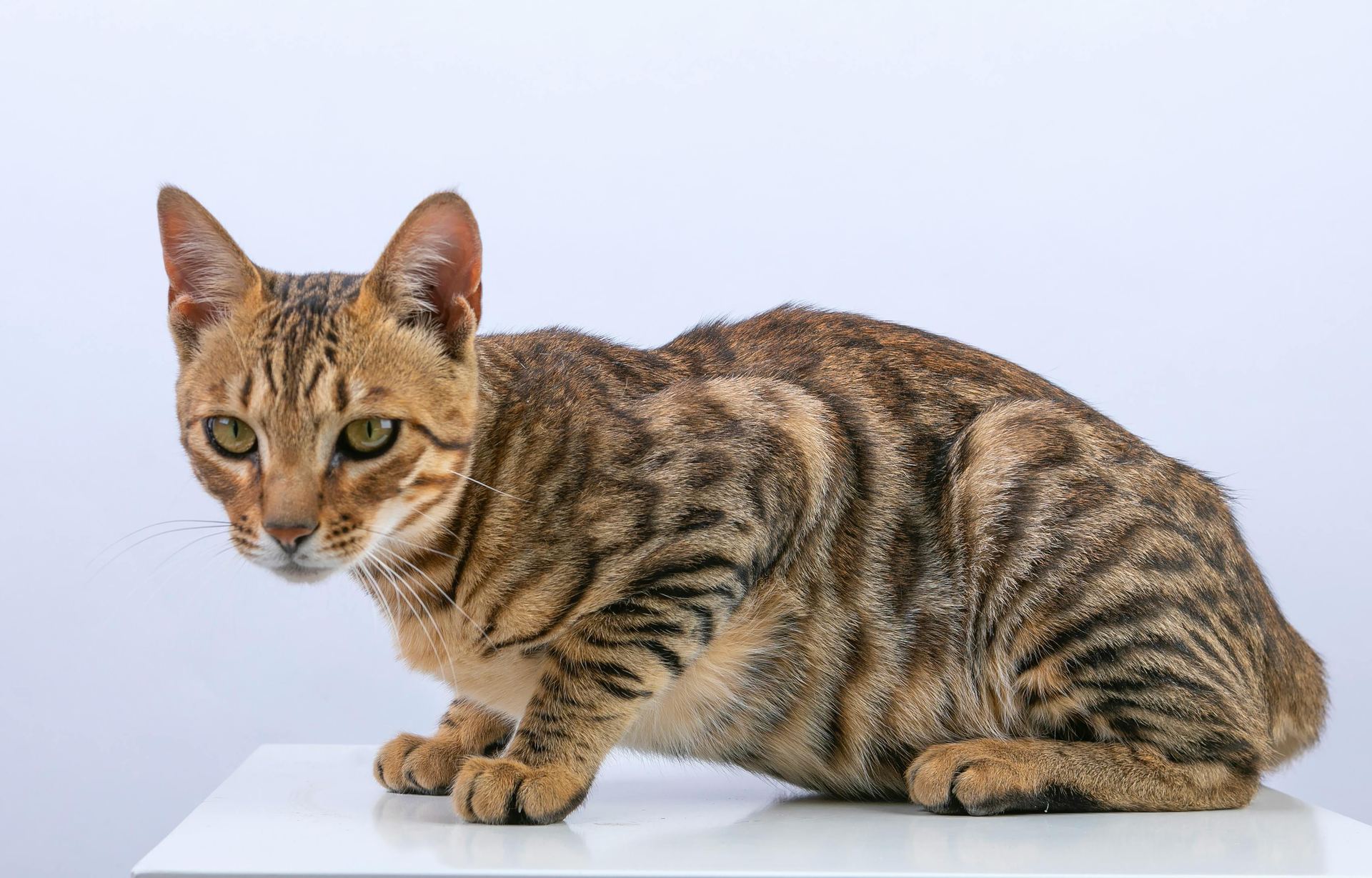 Bengal Kittens cat in Tapi