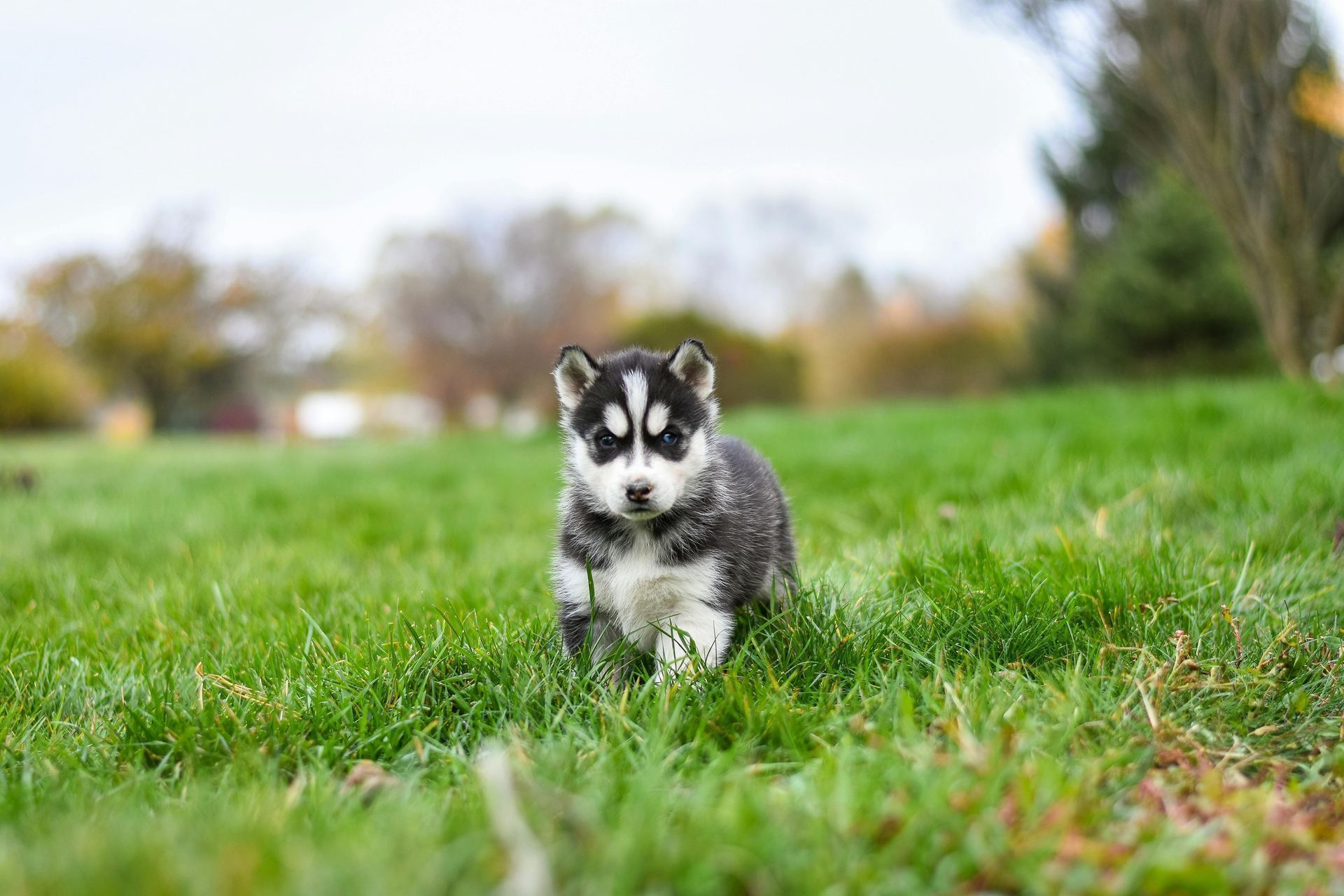 Siberian Husky Puppy | Black & White Color for sale in Tapi