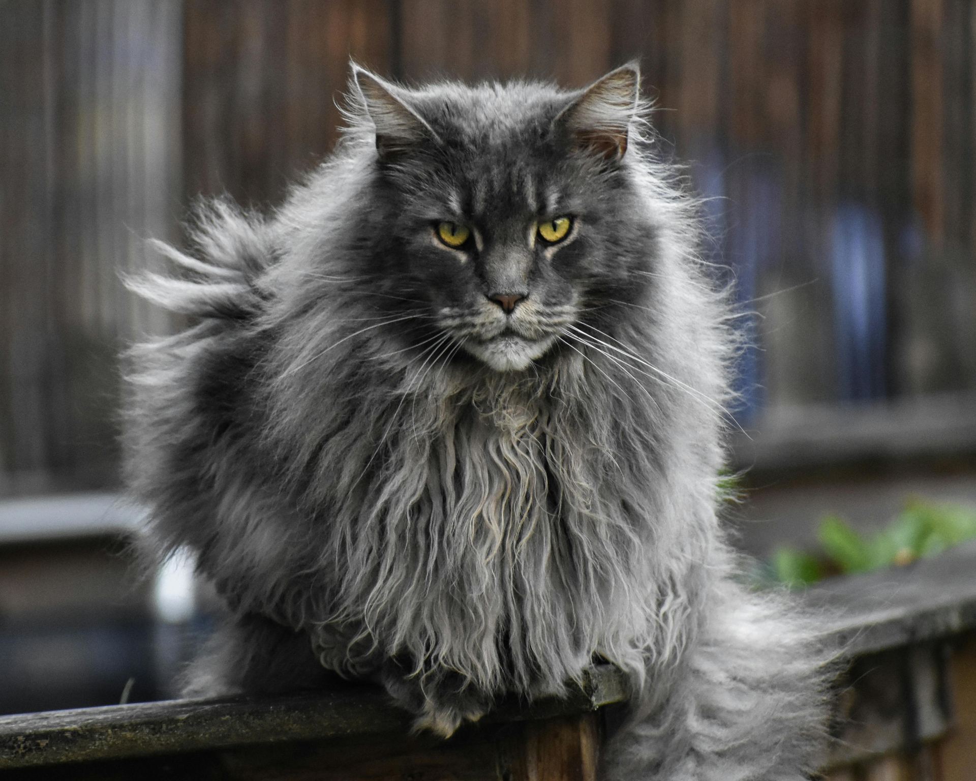 Maine Coon Kitten cat in Tapi