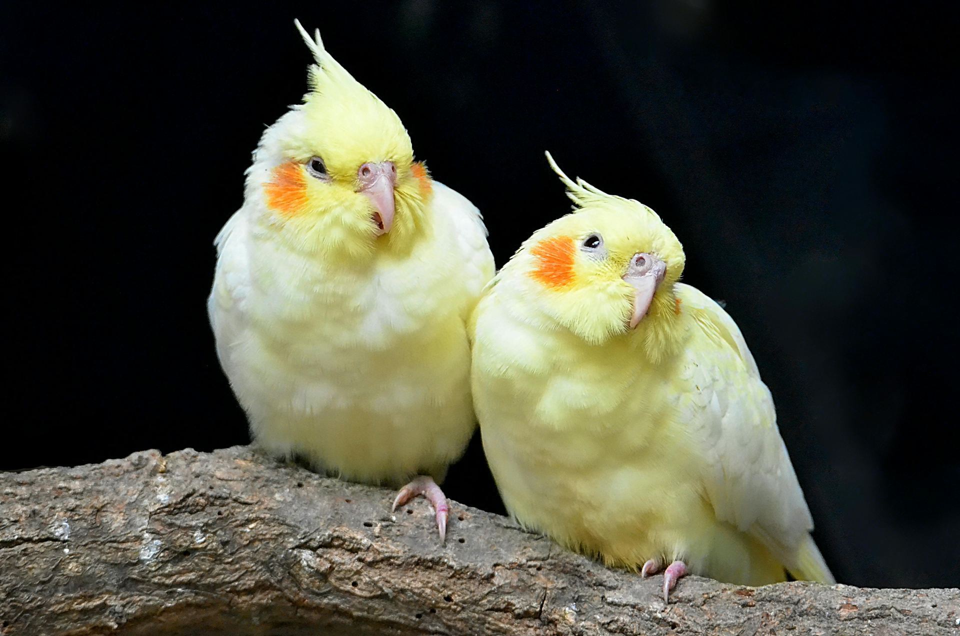 Cockatiel | Lutino bird in Junagadh