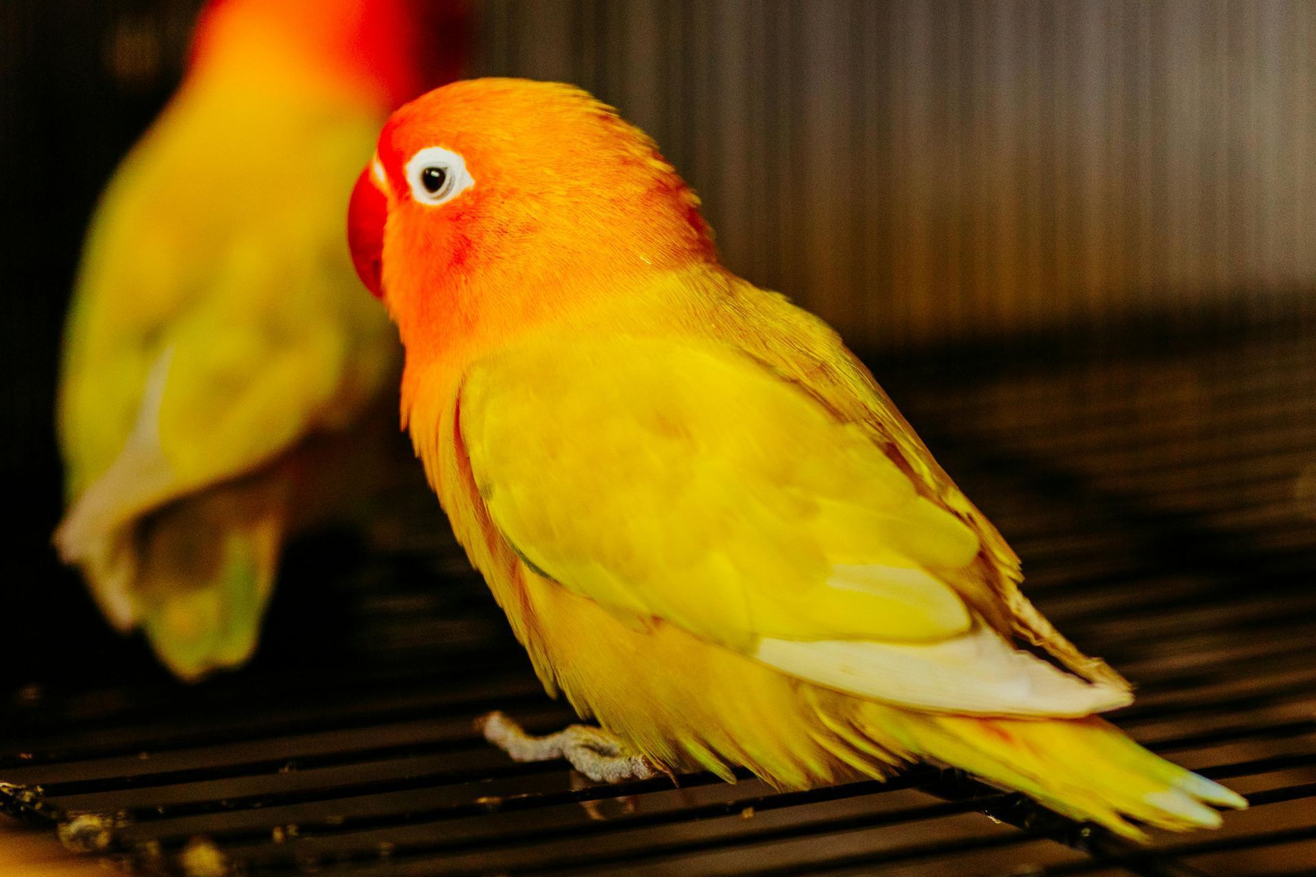 African Love Birds | Yellow & Orange for sale in Tapi