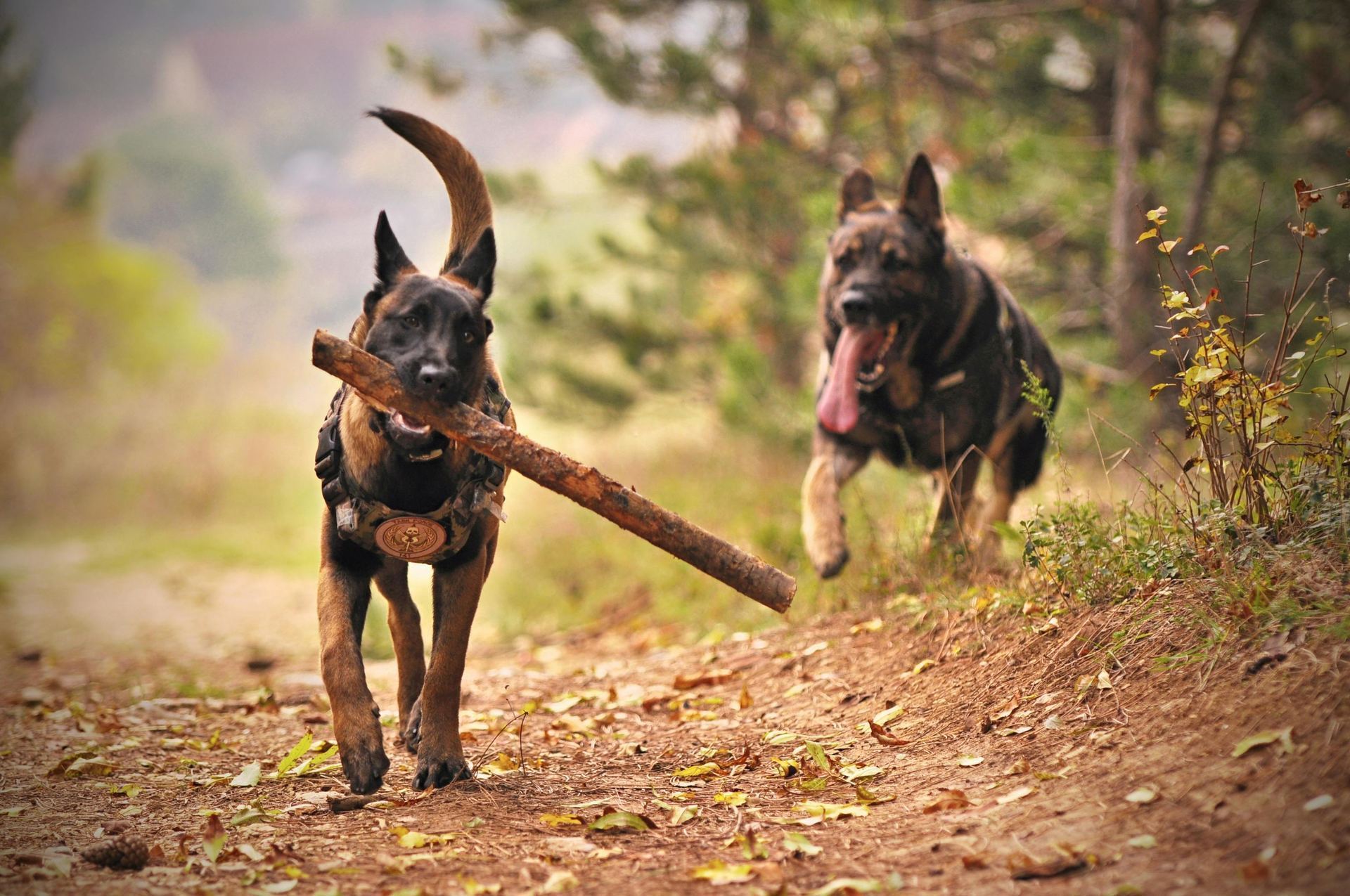 Belgian Malinois Puppy for sale in Tapi