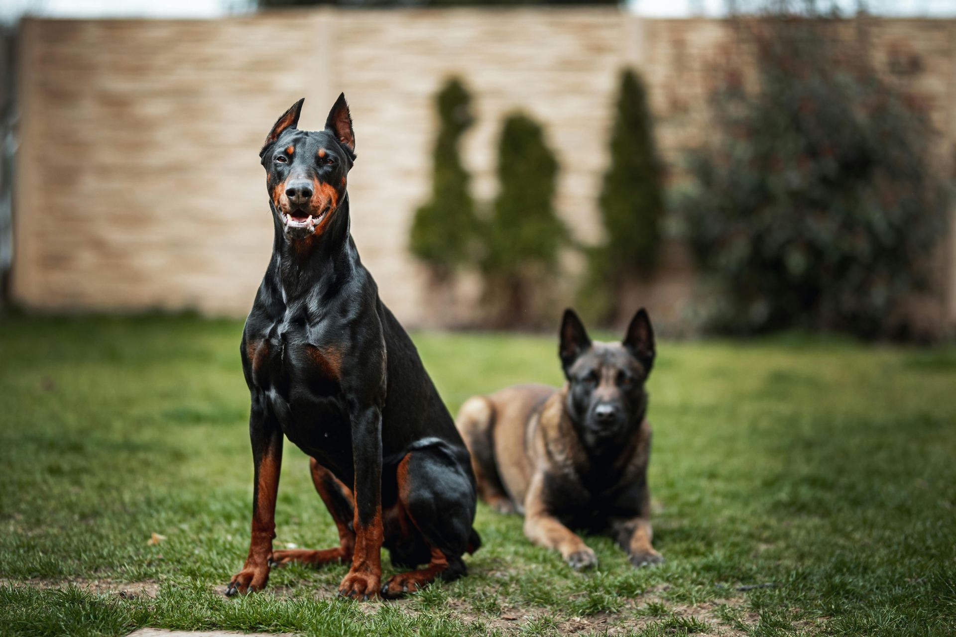 Doberman Pinscher Puppy for sale in Dangs