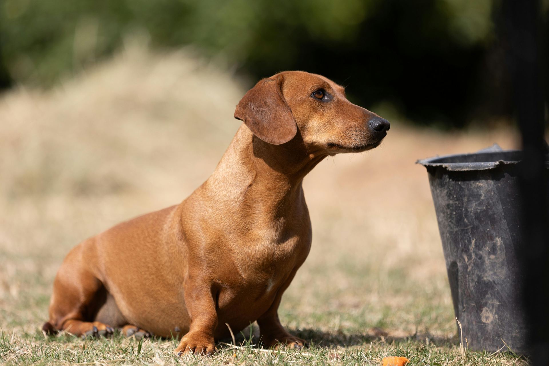 Dachshund Puppy puppy in Tapi