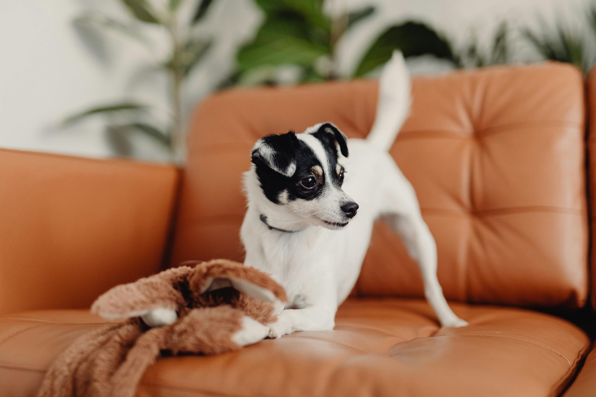 Jack Russell Terrier Puppy for sale in Tapi