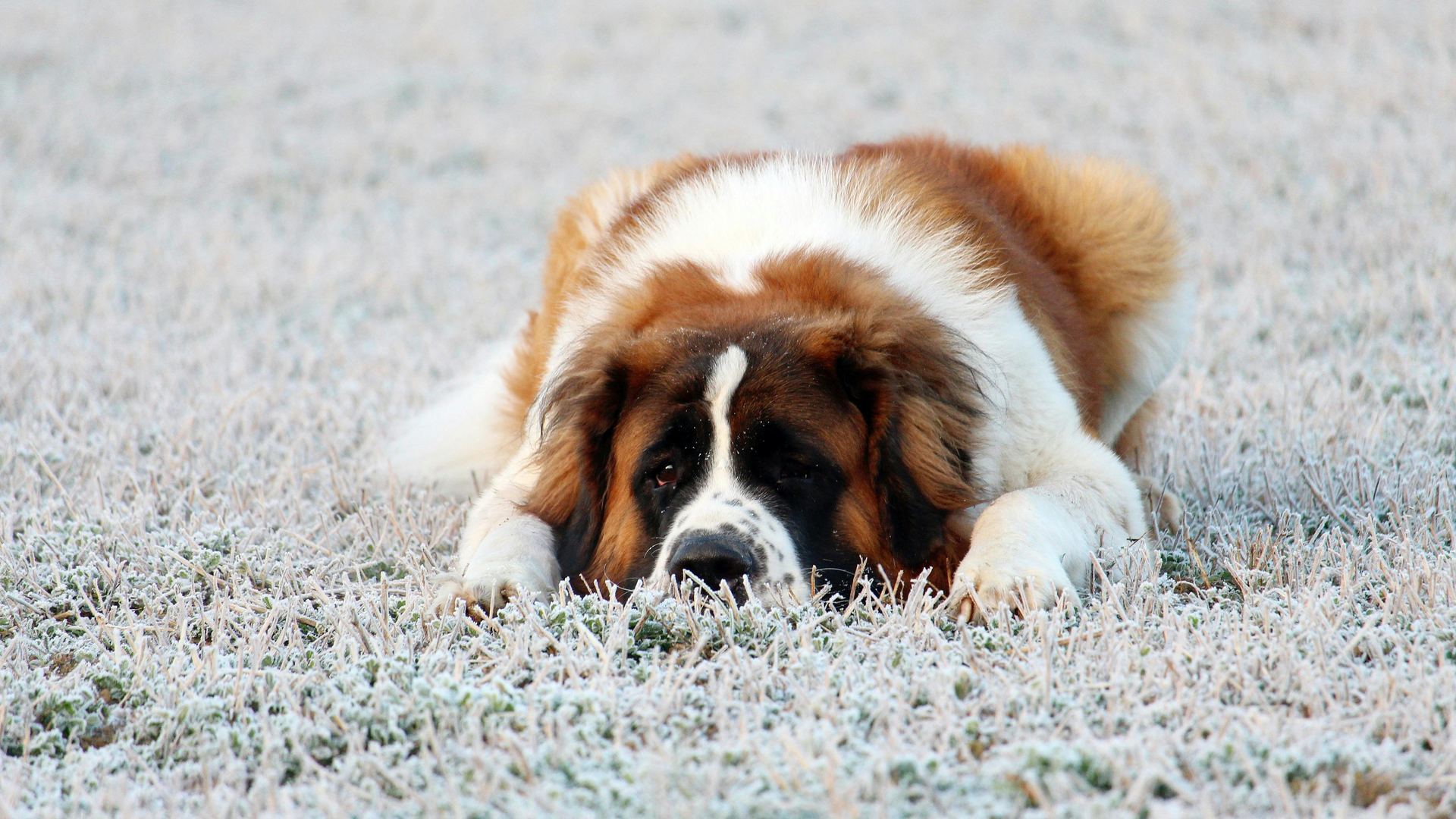 Saint Bernard Puppy available in Tapi