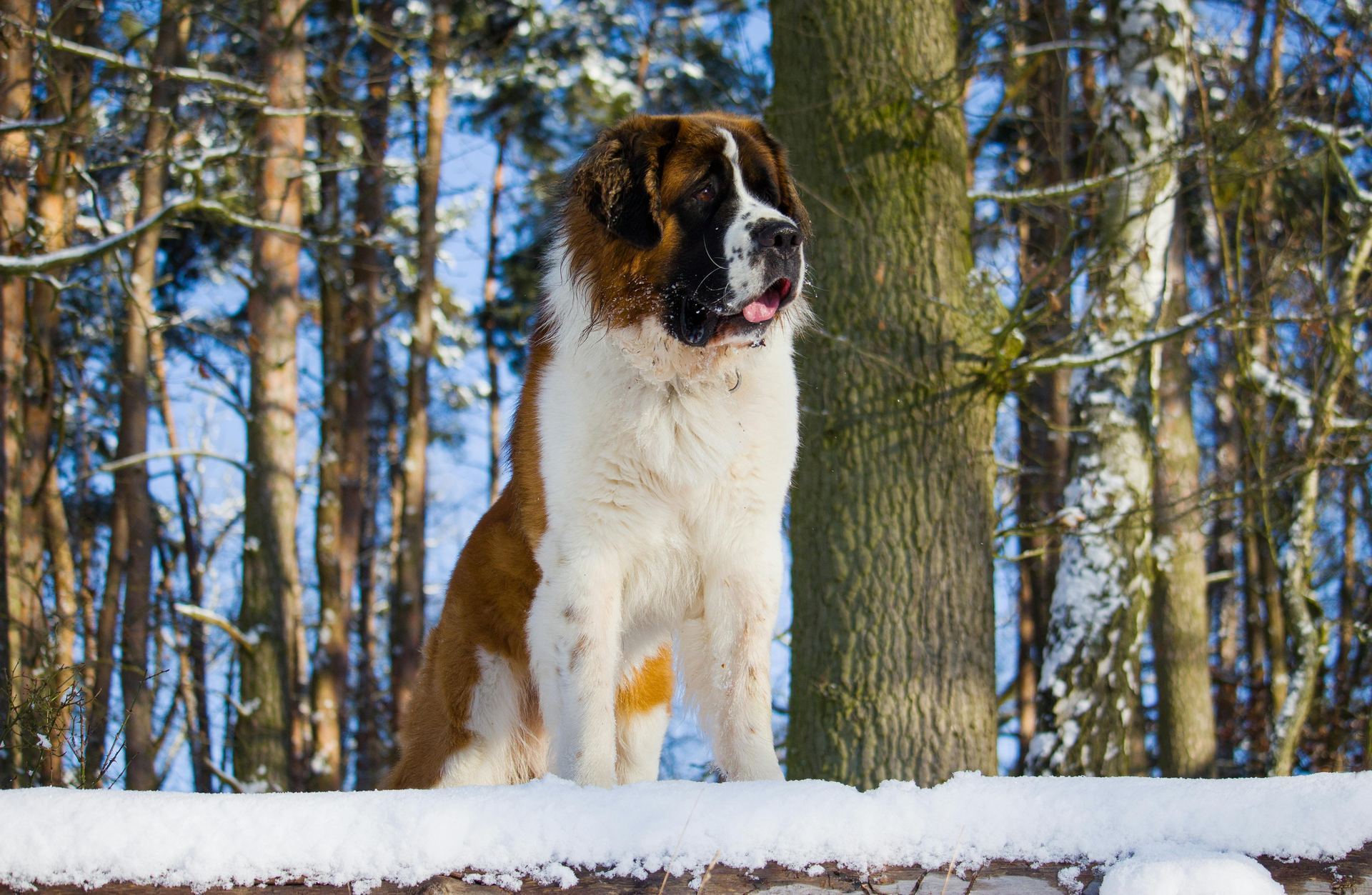 Saint Bernard Puppy for sale in Tapi