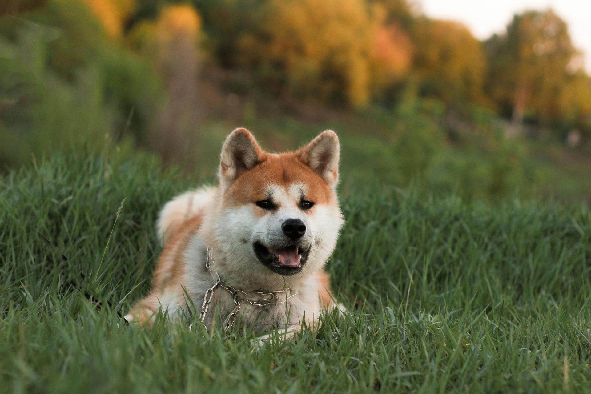 Akita Inu Puppy puppy in Junagadh