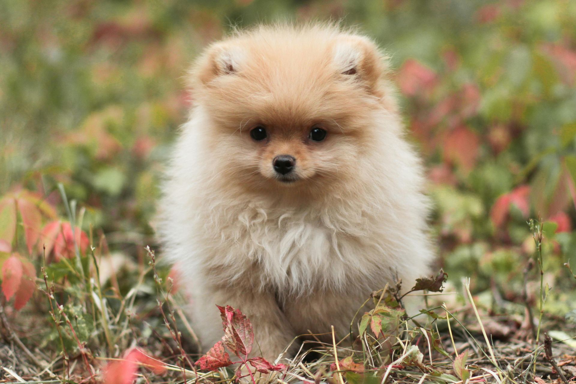 Culture Toy Pom Puppy for sale in Tapi